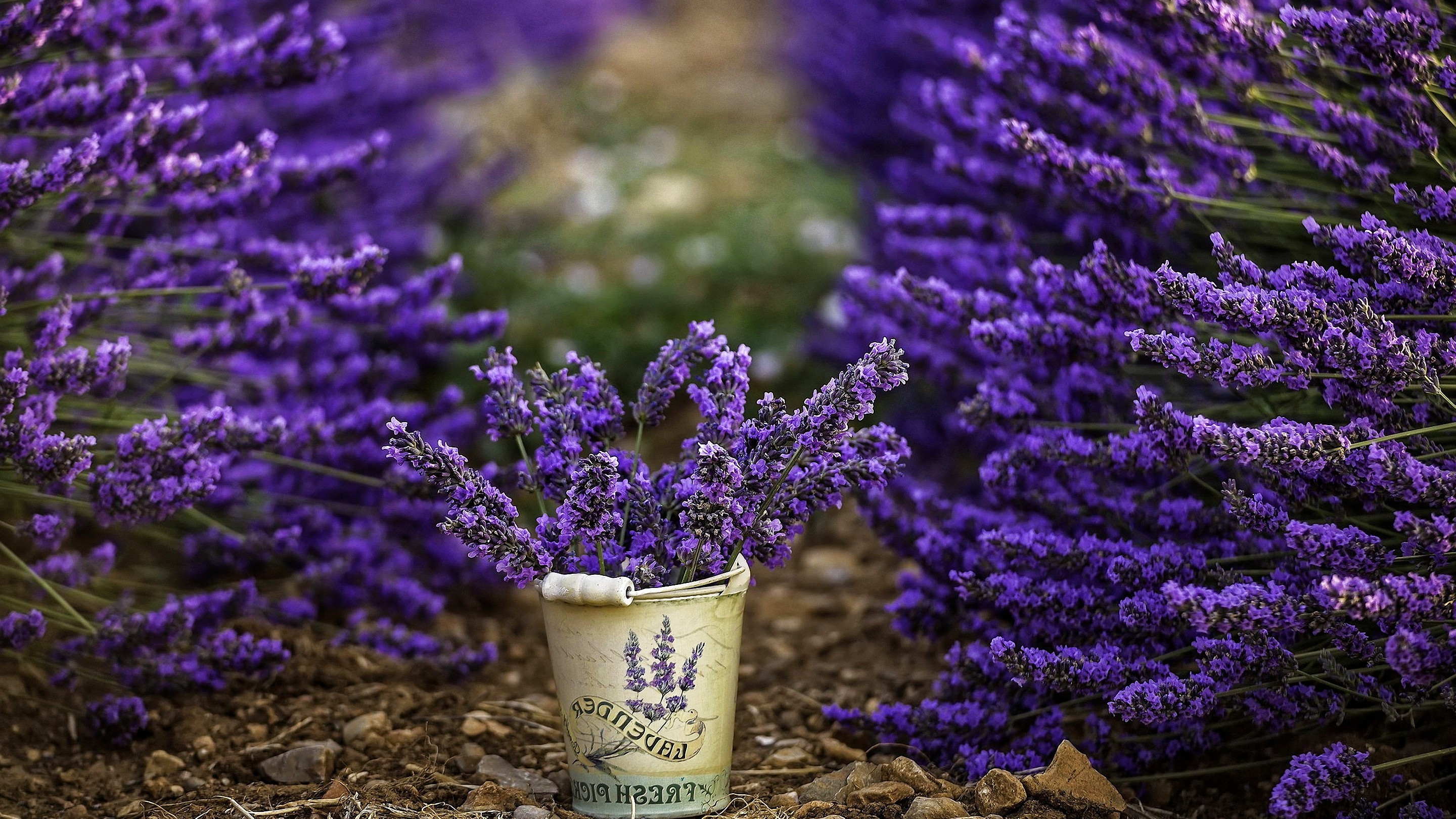 flowers, Photography, Bucket, Lavender, Purple Flowers