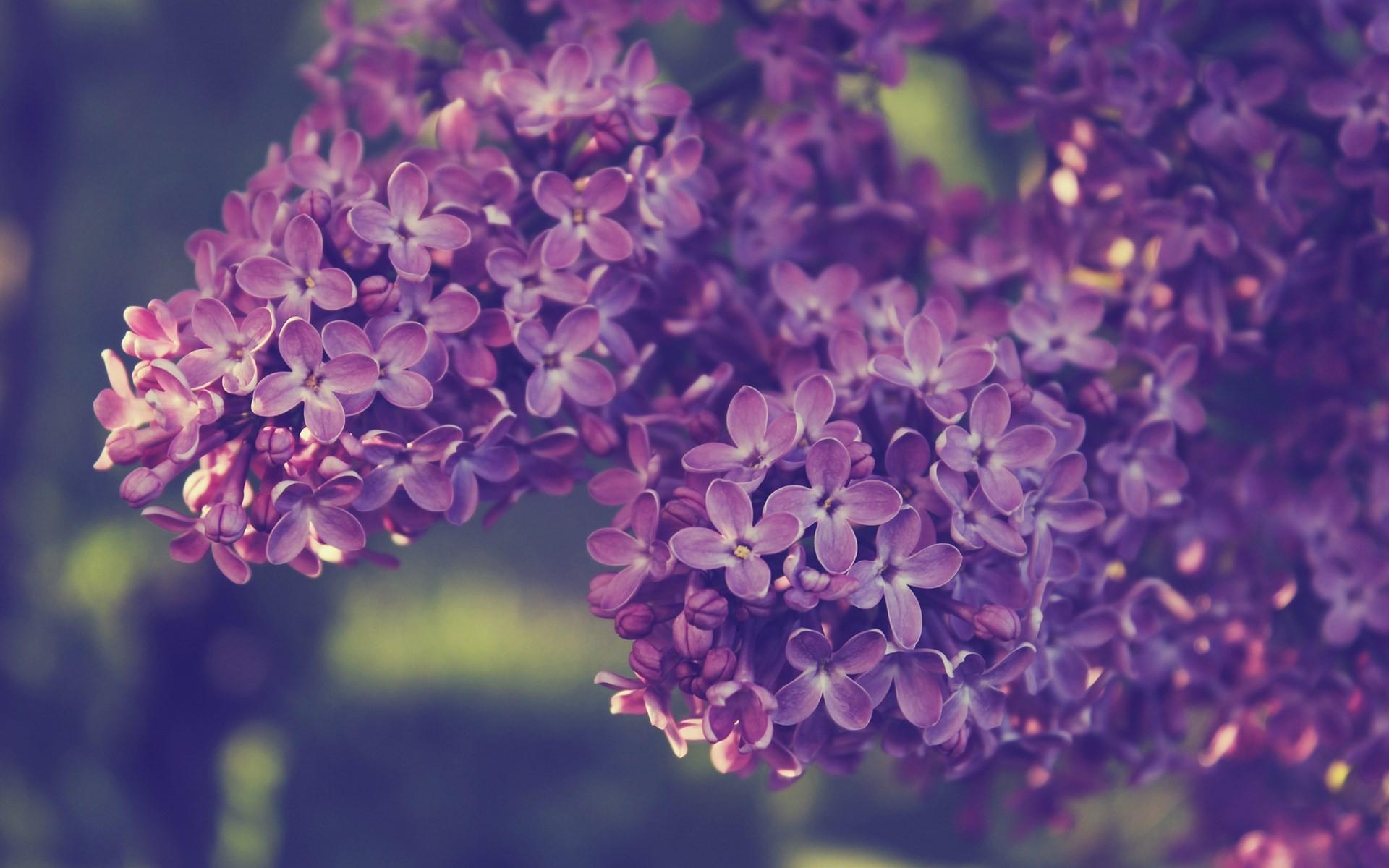 Lilac Flowers Wallpaper