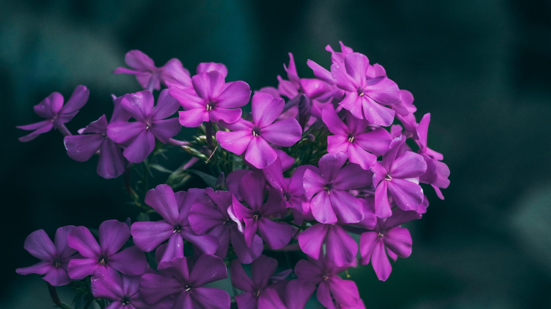 Download wallpaper 1920x1080 flowers, lilac, inflorescences