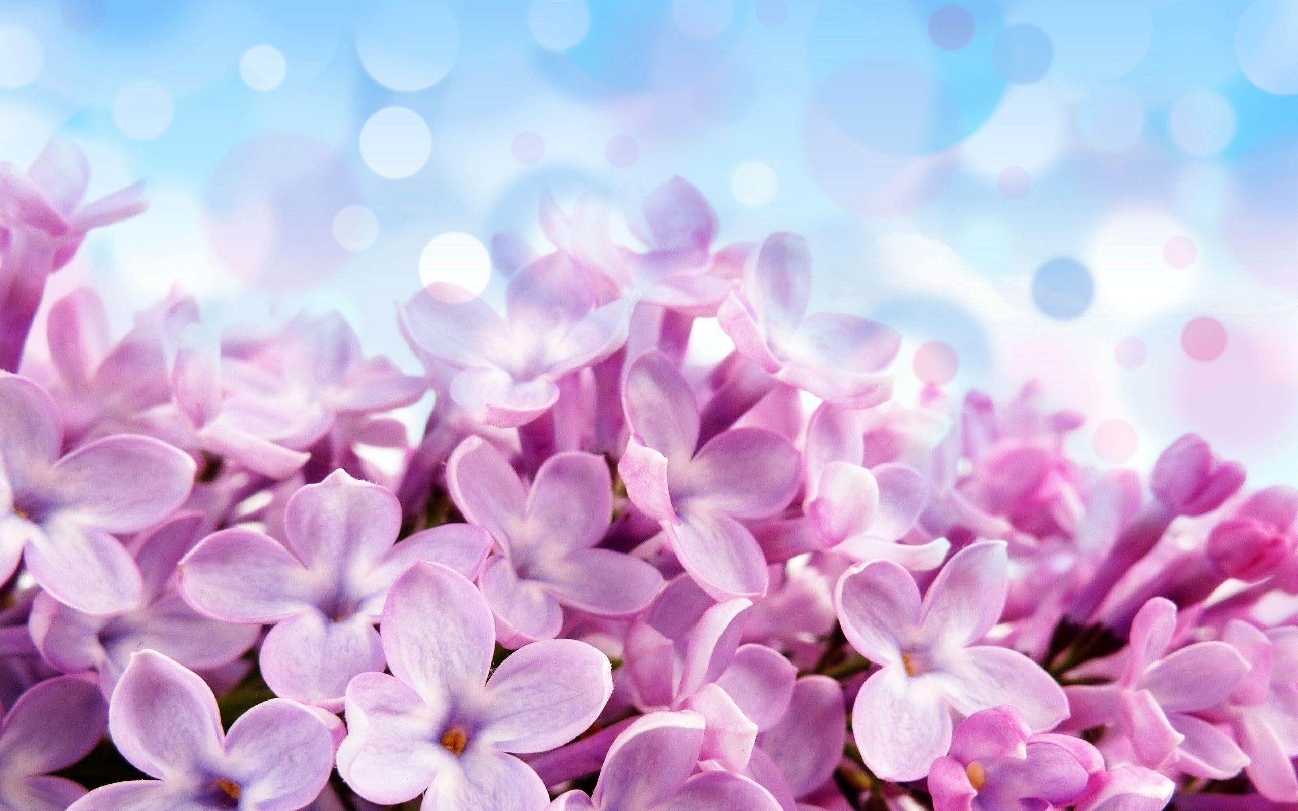 Lilac Flower Wallpaper HD. Wallpaper. Free flower
