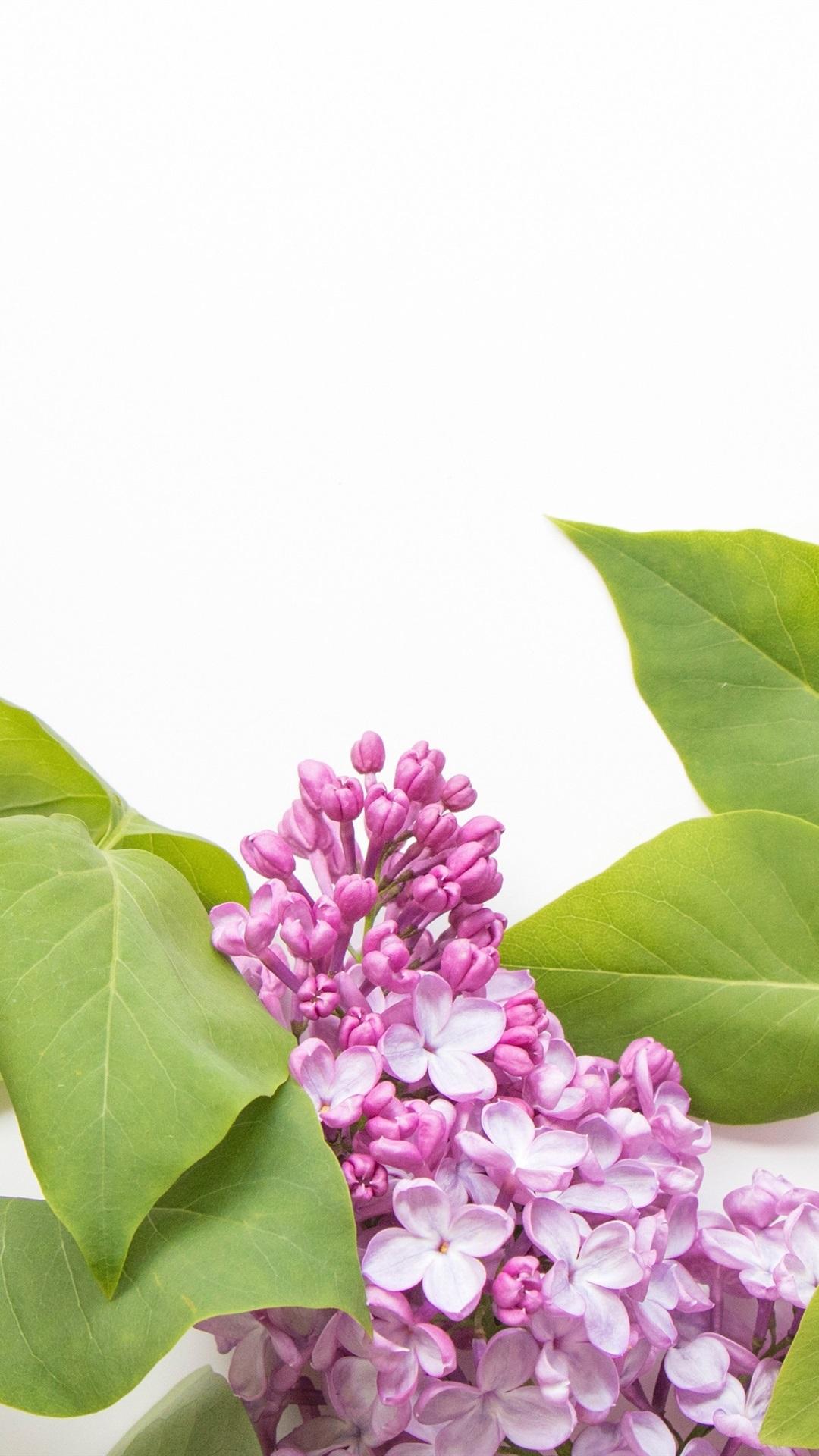 Pink Lilac Flowers, White Background 1080x1920 IPhone 8 7 6