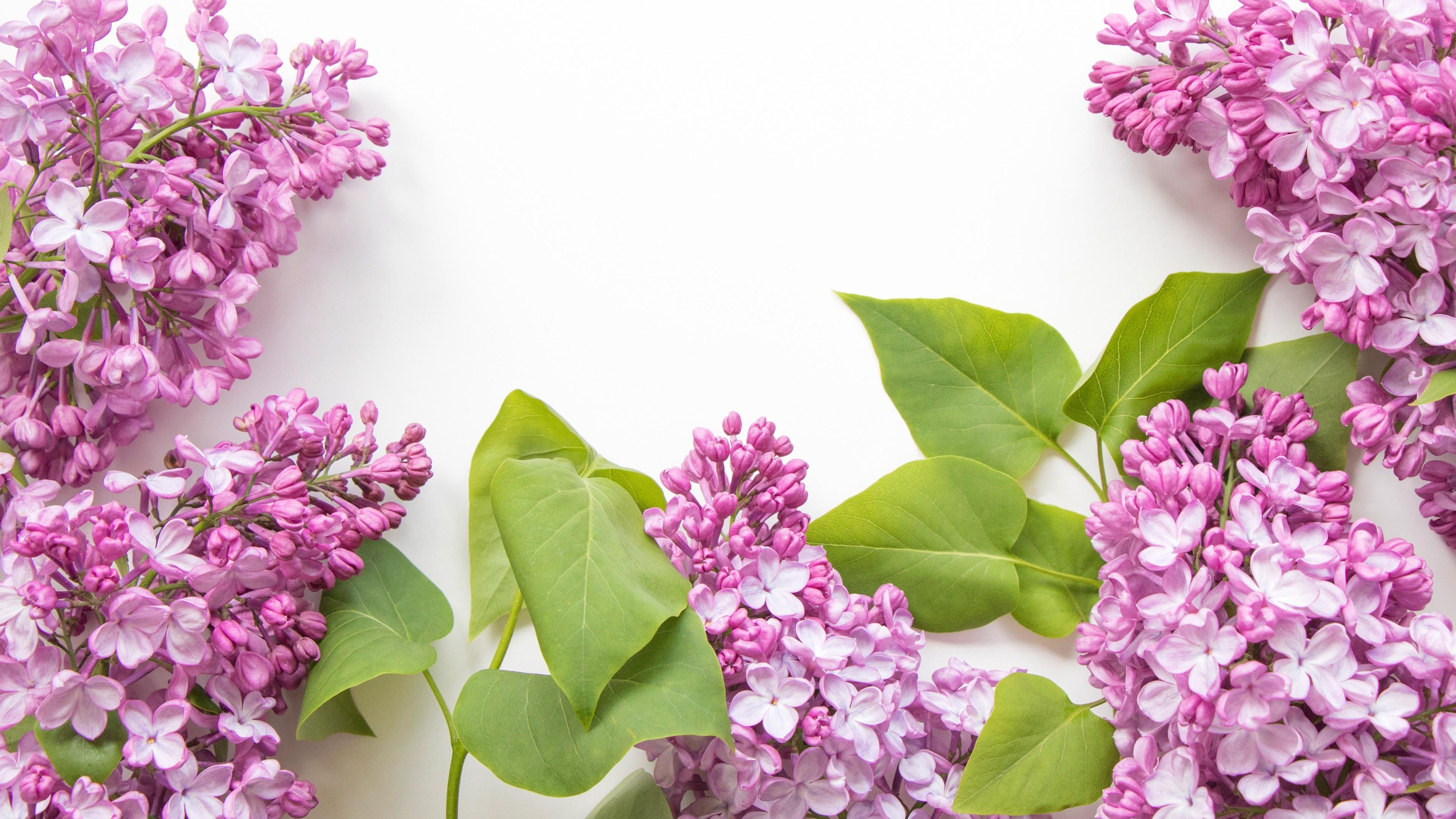 Wallpaper Pink lilac flowers, white background 3840x2160 UHD