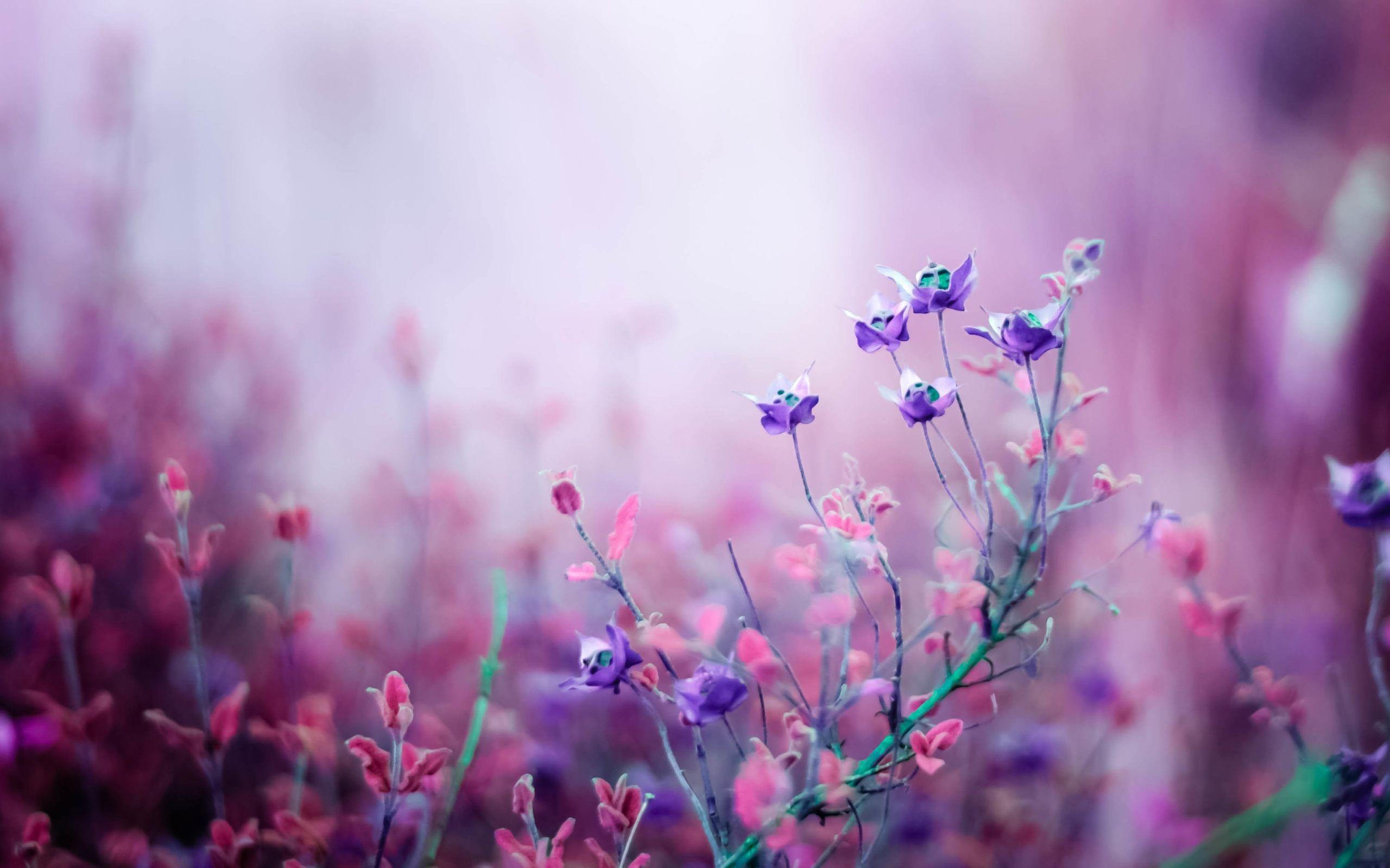 Summer Purple Flowers Wallpaper