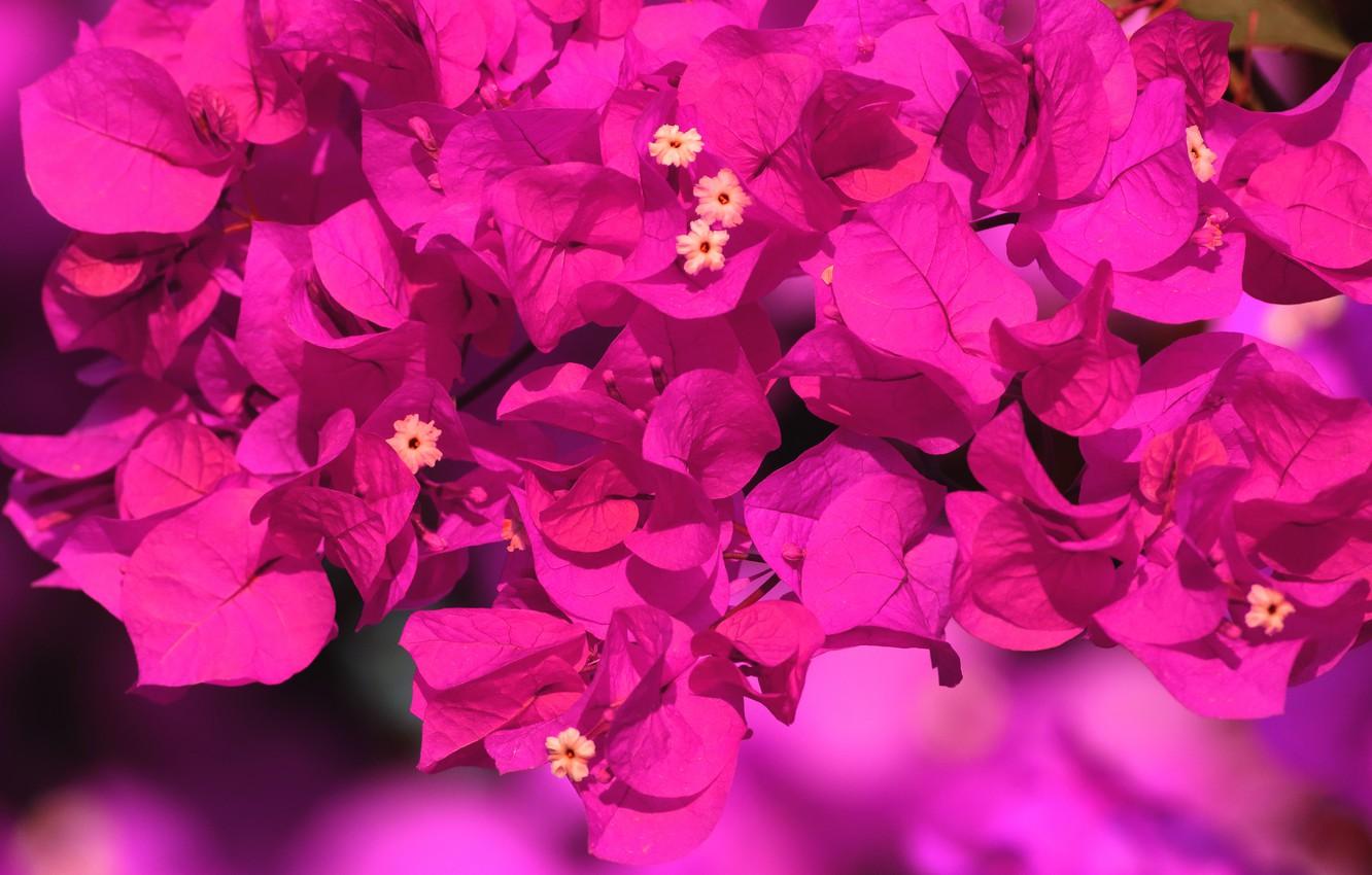 Wallpaper leaves, flowers, background, bright, Bush, pink, a
