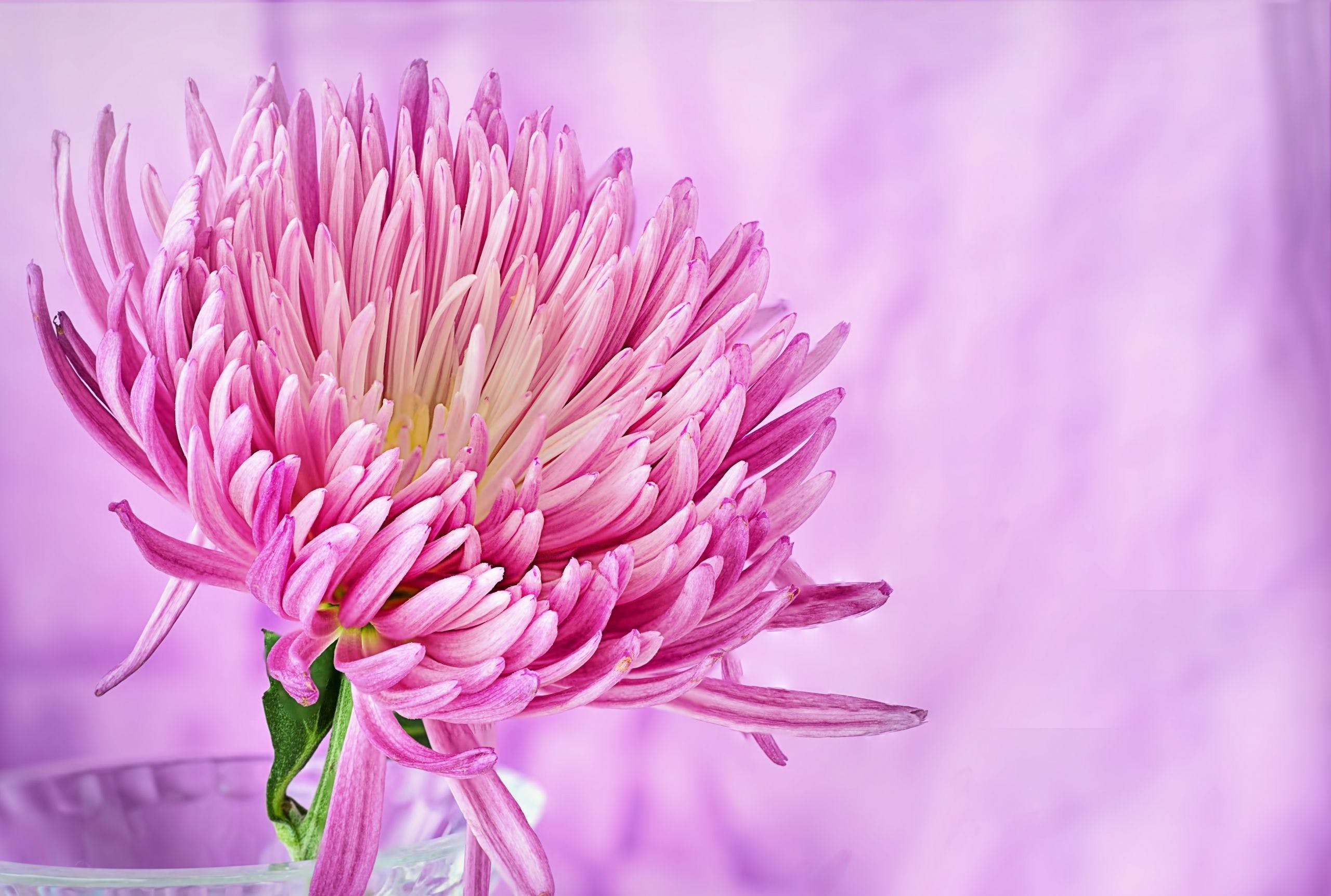 HD Pink Flower Wallpaper