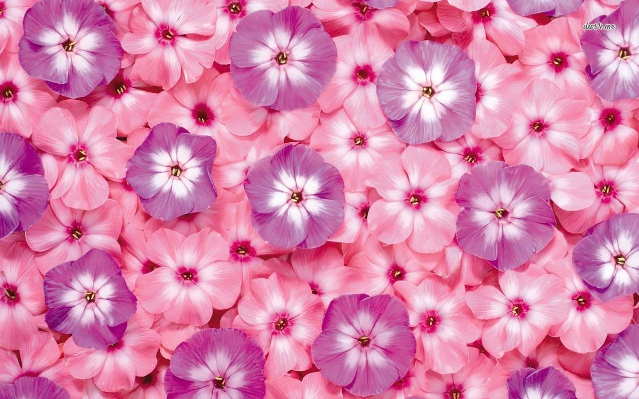 Small pink and purple flowers wallpaper wallpaper