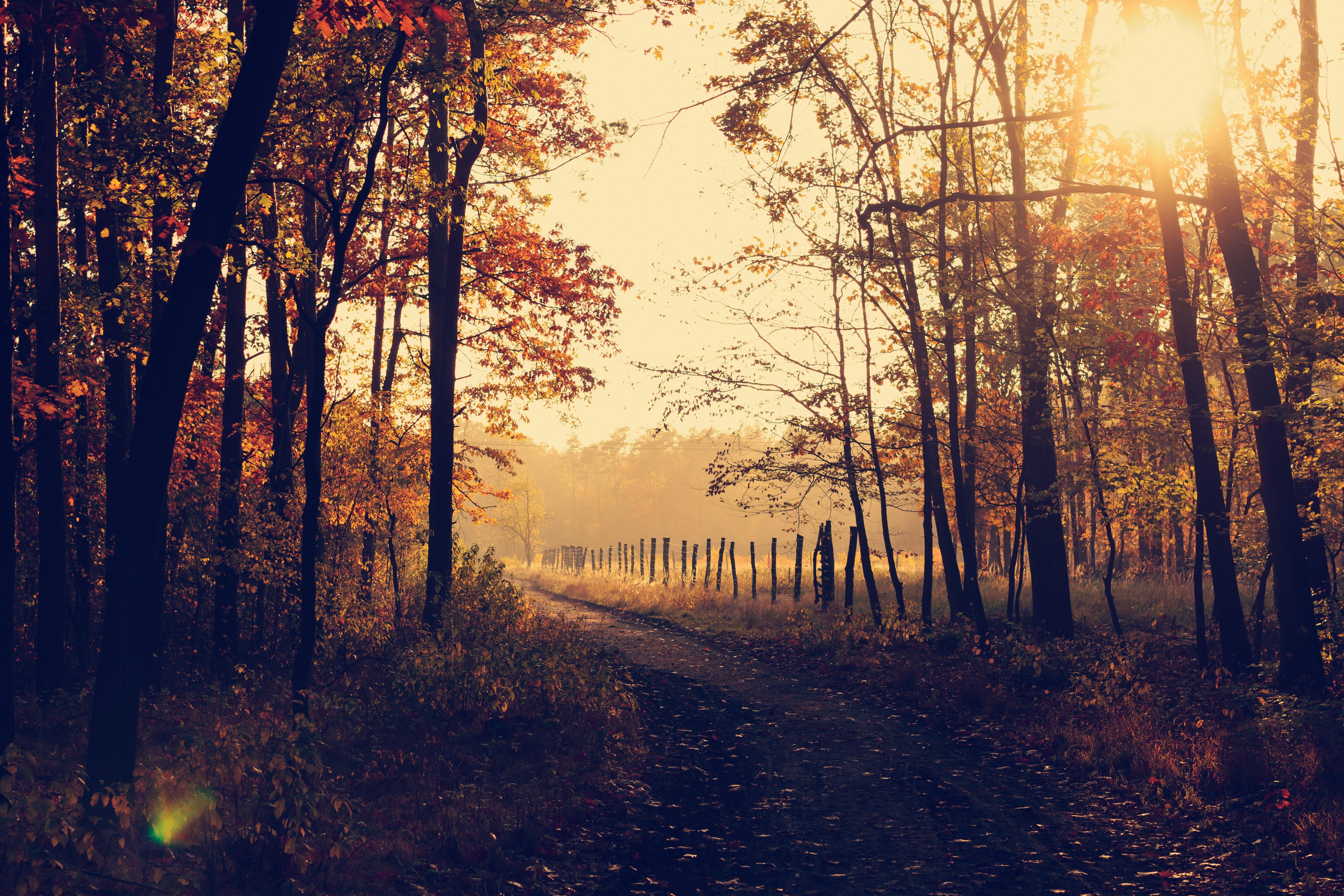 5184x3456 #forest path, #autumnal, #sun, #wallpaper, #autumnal colours, #forest light, #tree, #countryside, #fall wallpaper, #fog, #sunset, #forest tree, #fall background, #seasonal, #forest, #Free image, #rural, # autumn, #forest floor
