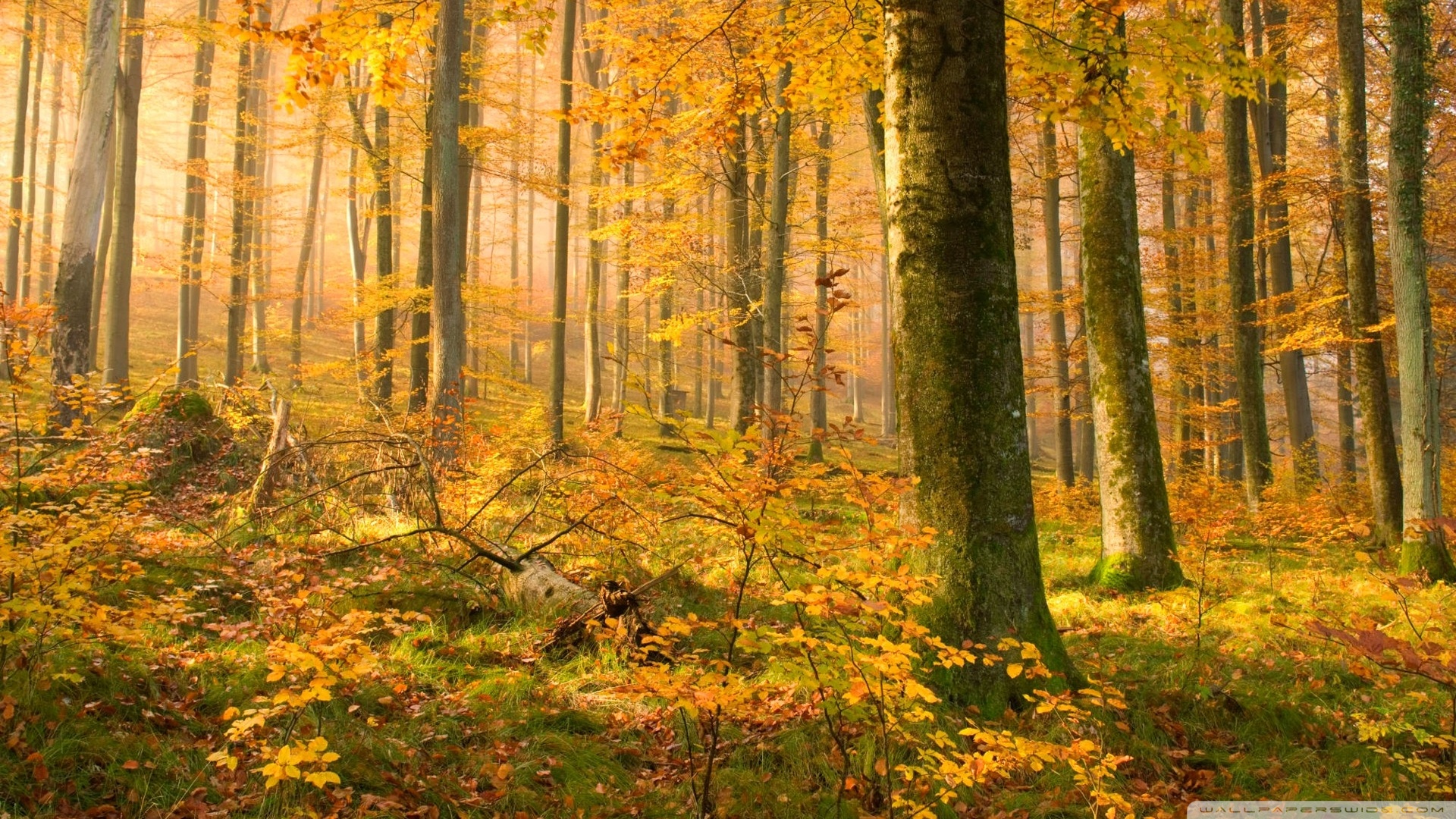German Forest In Autumn Ultra HD Desktop Background Wallpaper