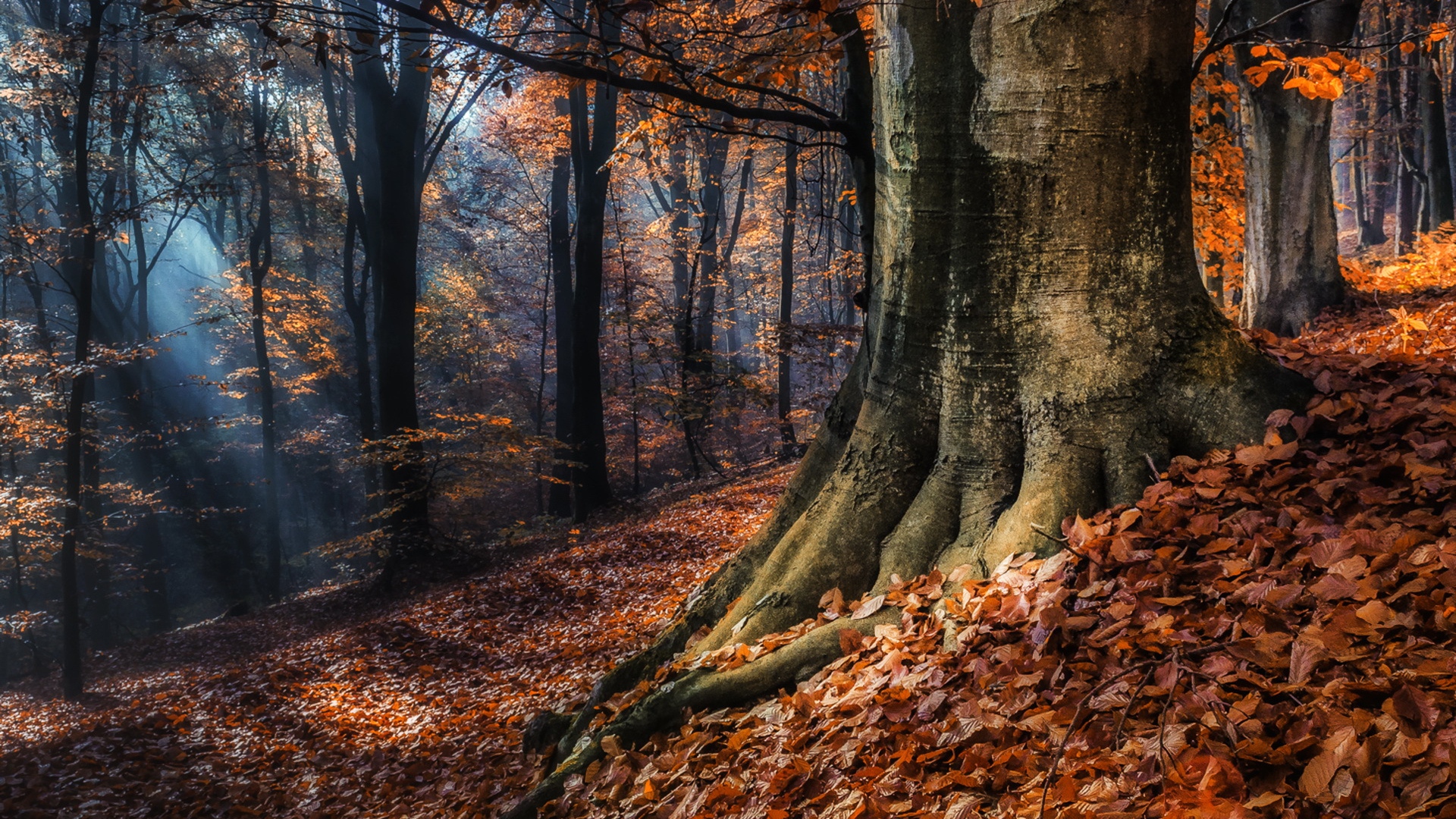 Full HD Wallpaper black forest autumn rays germany, Desktop Background HD 1080p