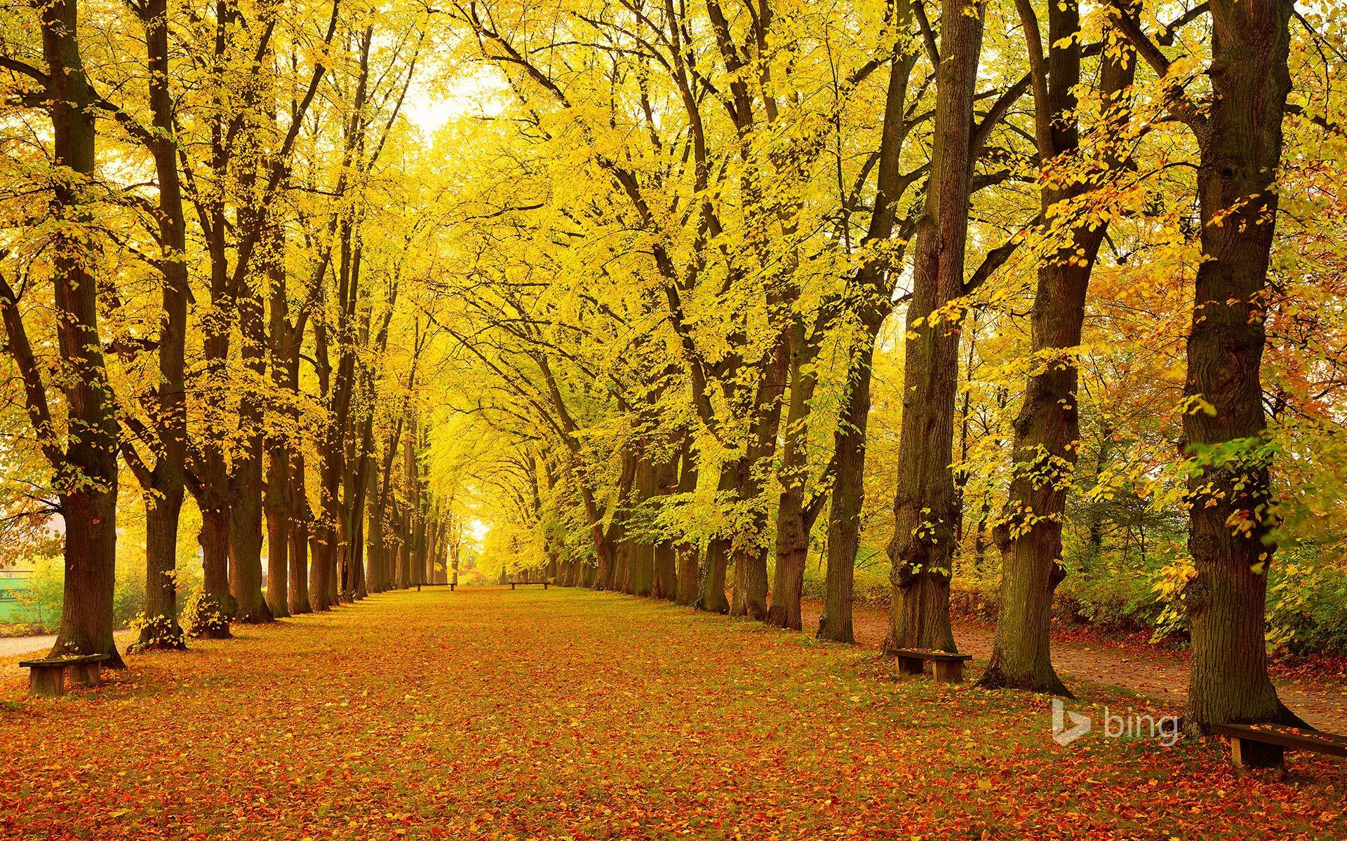 Avenue in autumn, Dinkelsbühl, Bavaria, Germany © Aflo