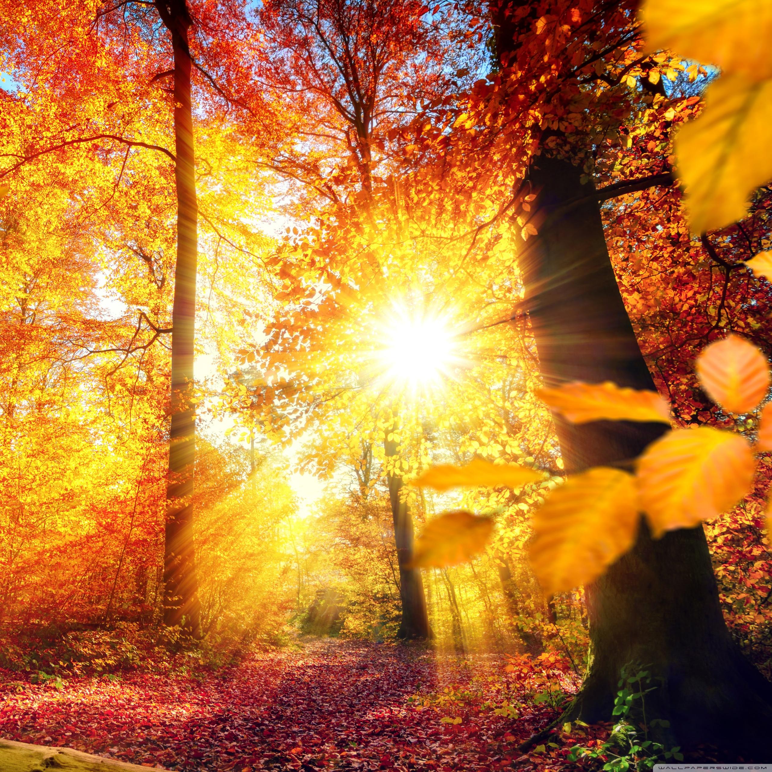 Autumn in Germany ❤ 4K HD Desktop Wallpaper for 4K Ultra HD
