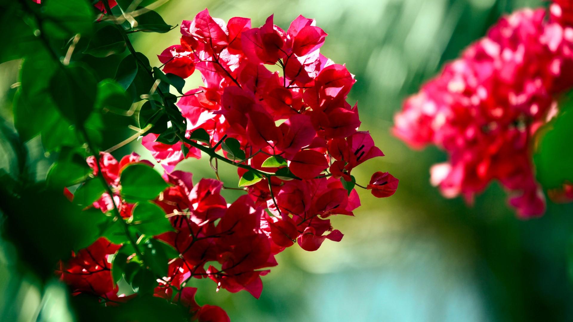 Bougainvillea Wallpapers - Wallpaper Cave