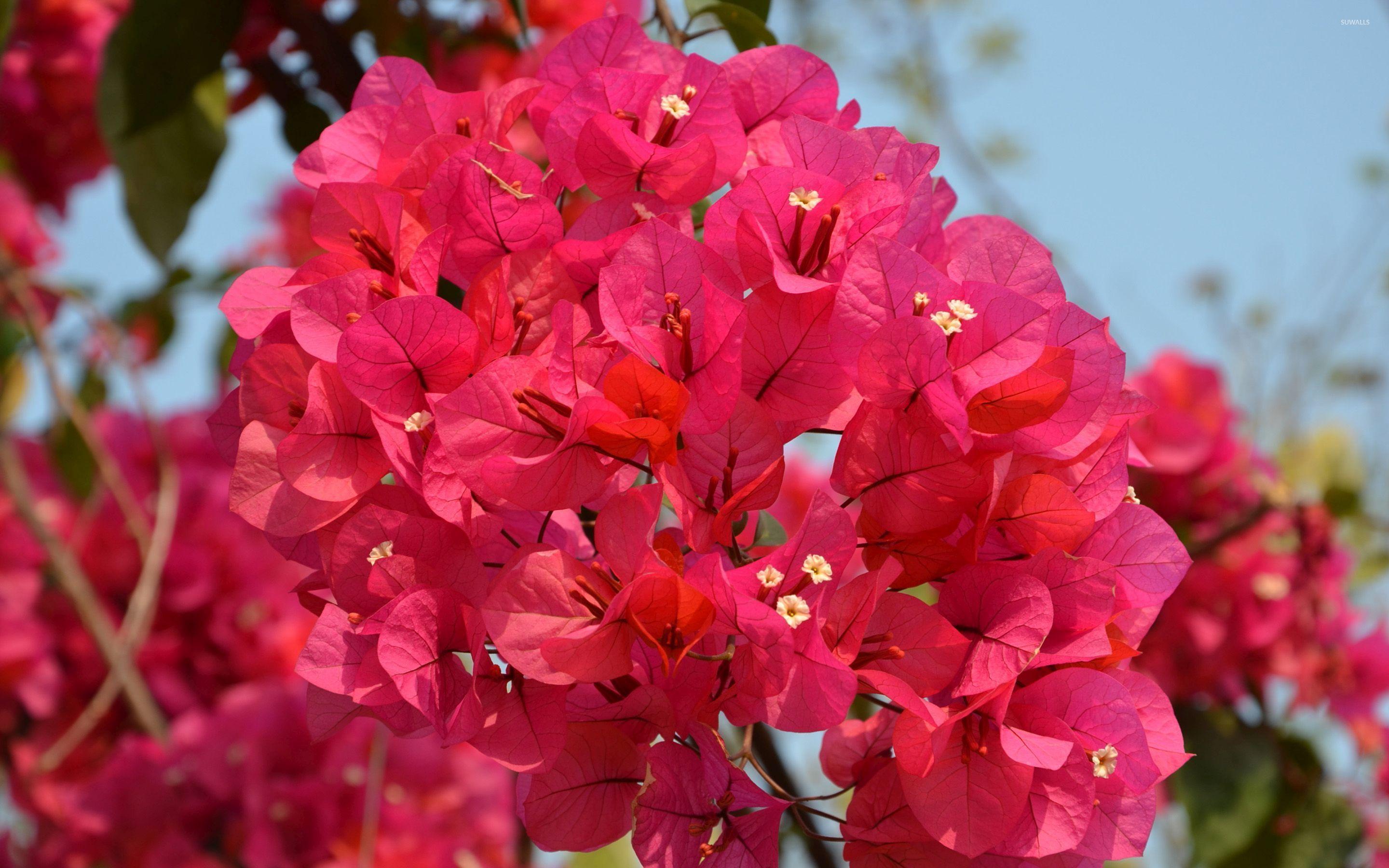 Bougainvillea Wallpapers - Wallpaper Cave