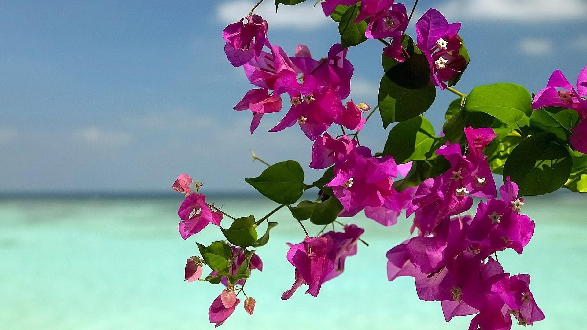 Bougainvillea Wallpapers - Wallpaper Cave