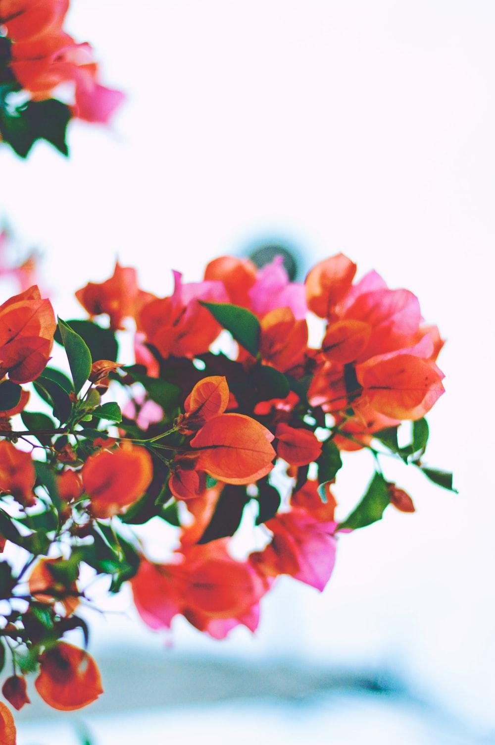 Bougainvillea Picture. Download Free Image