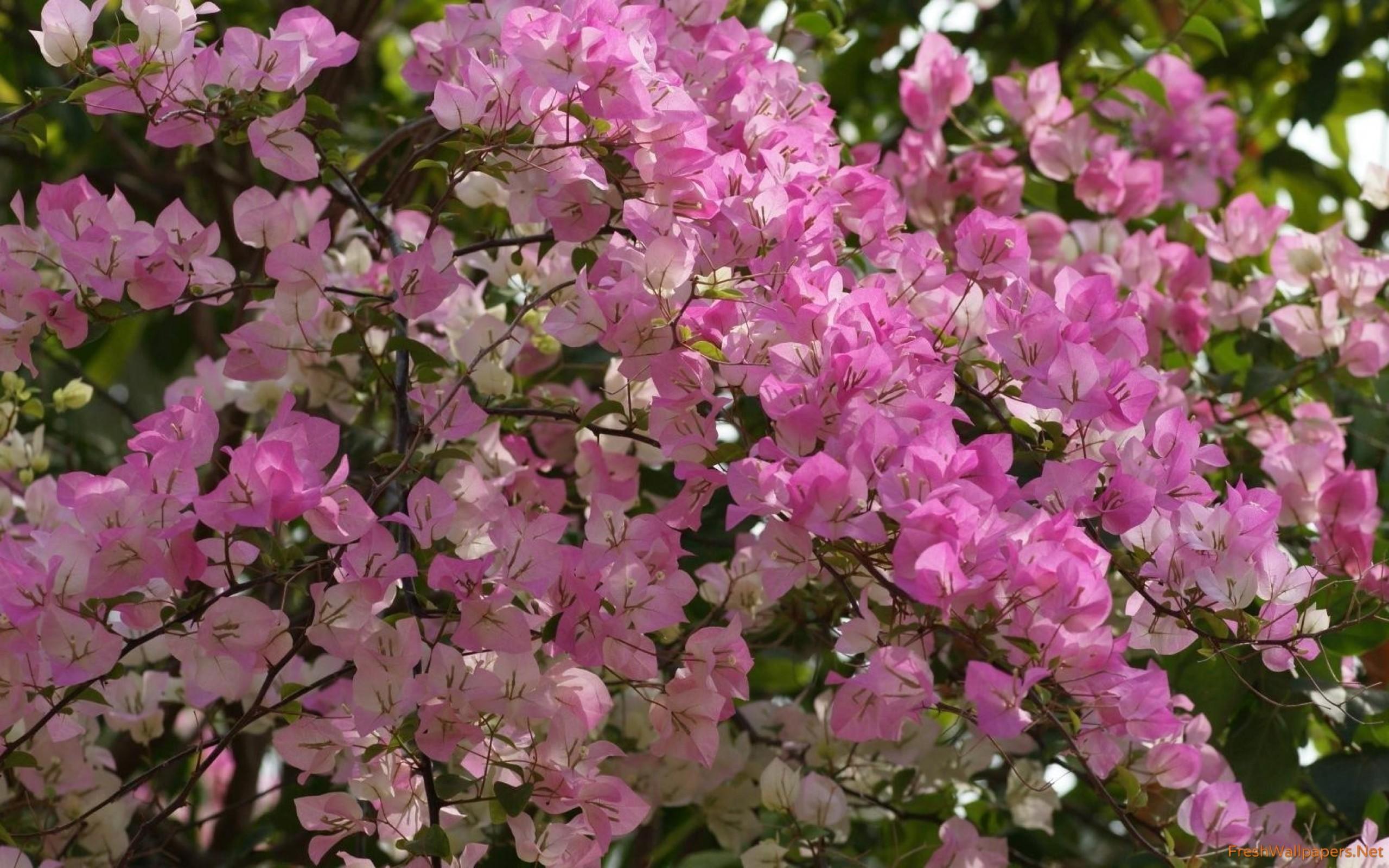 Pink Bougainvillea bush wallpaper