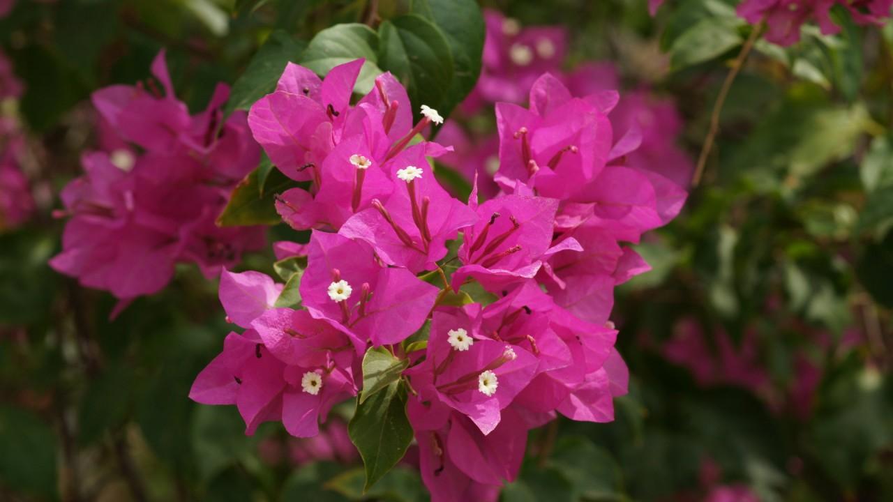 Bougainvillea Flower, flowers, nature wallpaper