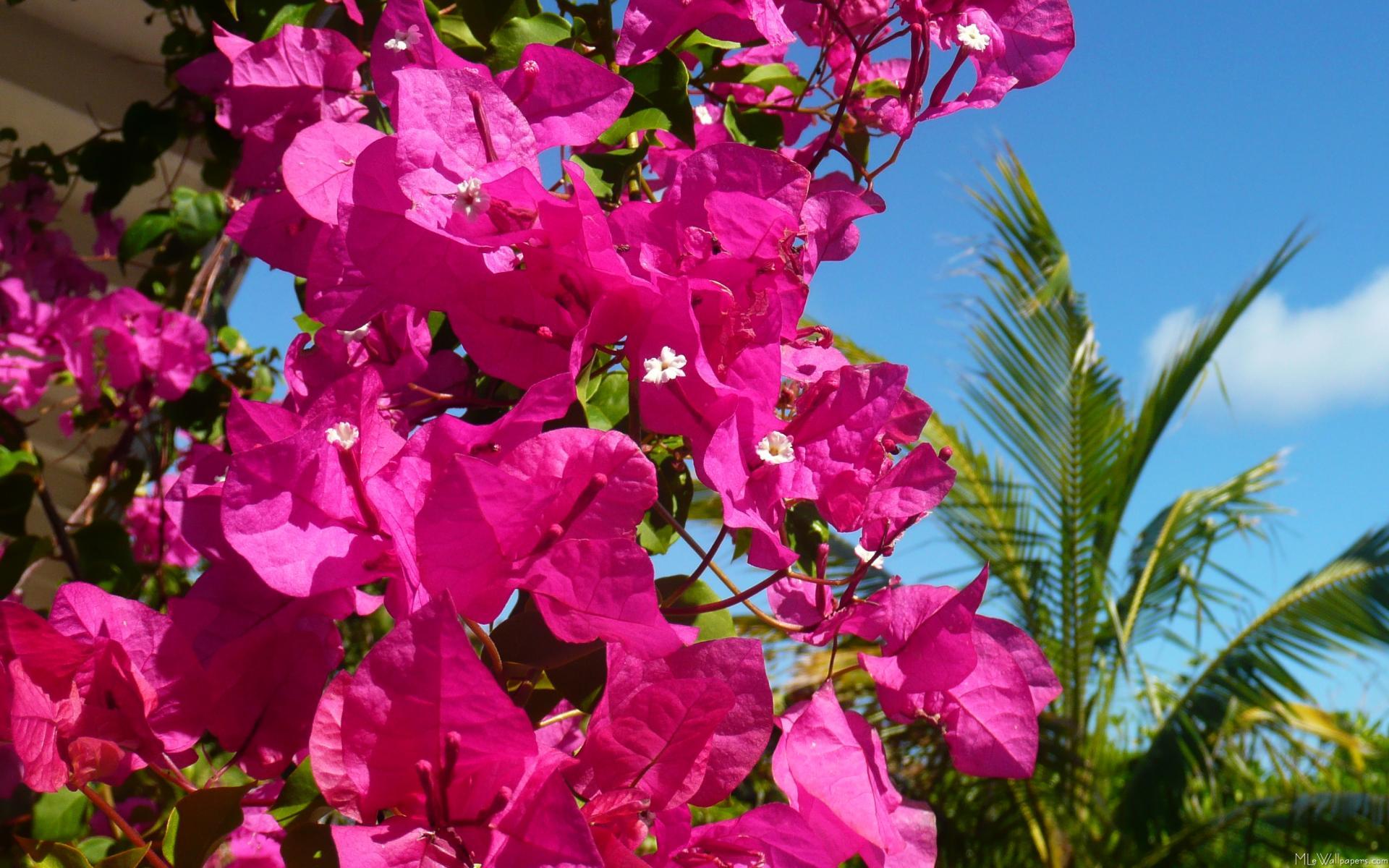 Bougainvillea Wallpaper