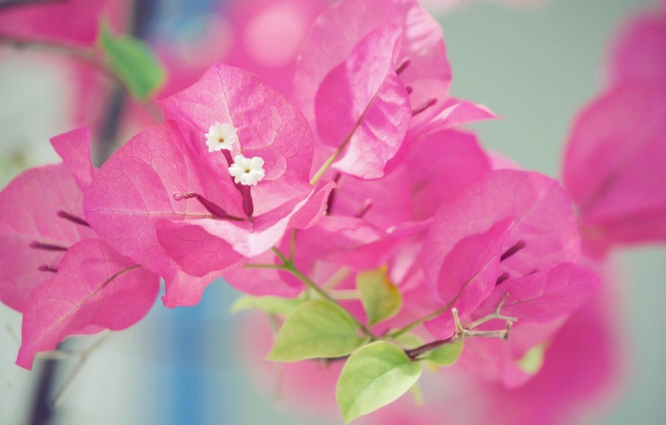 Wallpaper flowers, pink, macro, bougainvillea image