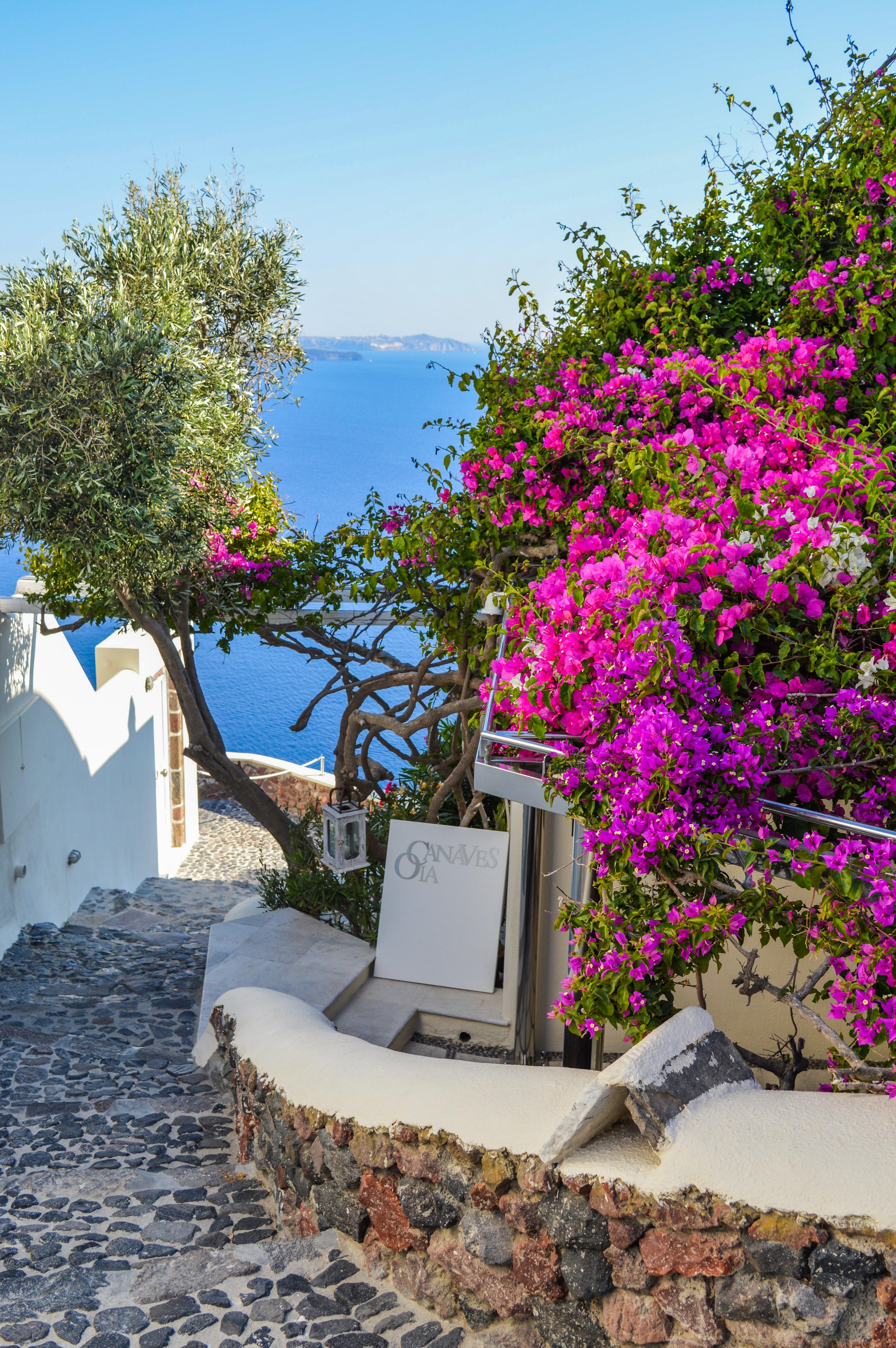 White Signage Beside Purple Bougainvillea Beside Body