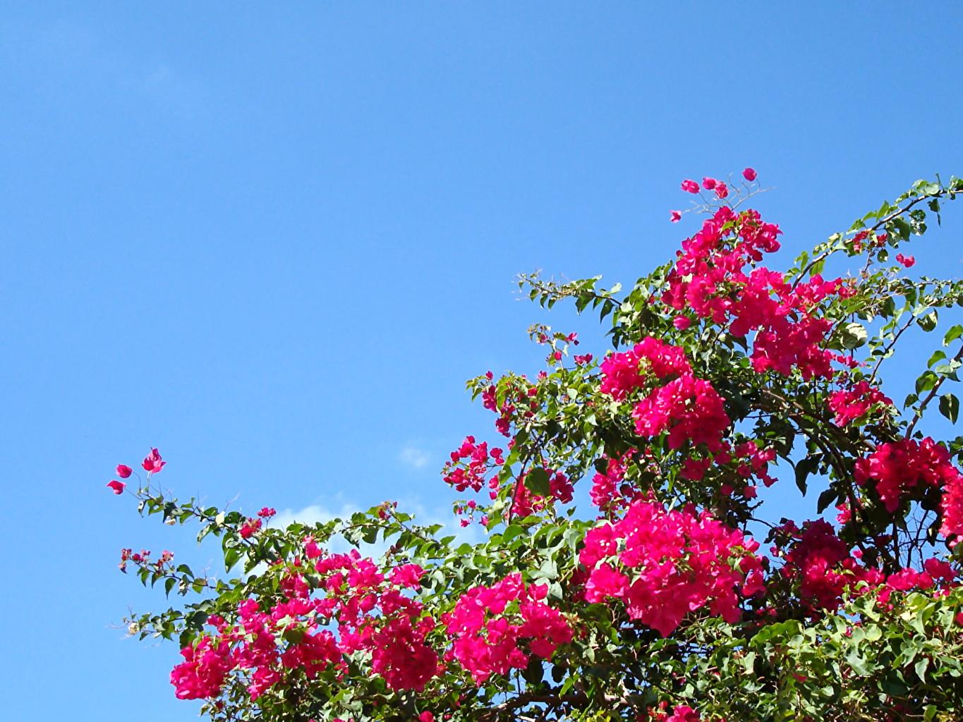 Wallpaper Sky Flowers Bougainvillea Branches