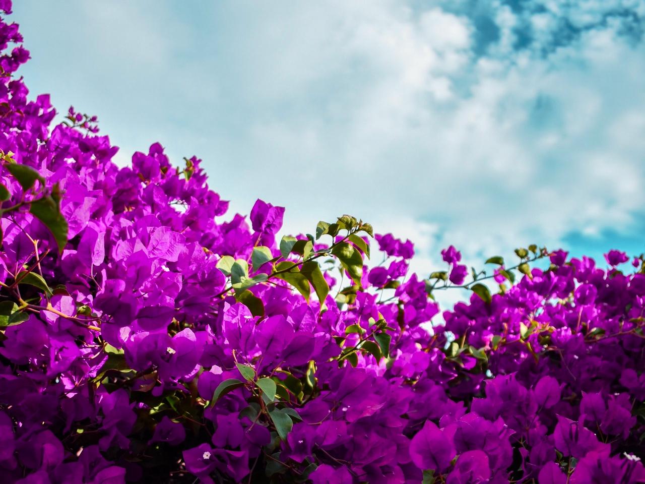 Download wallpaper 1280x960 bougainvillea, flowers, purple