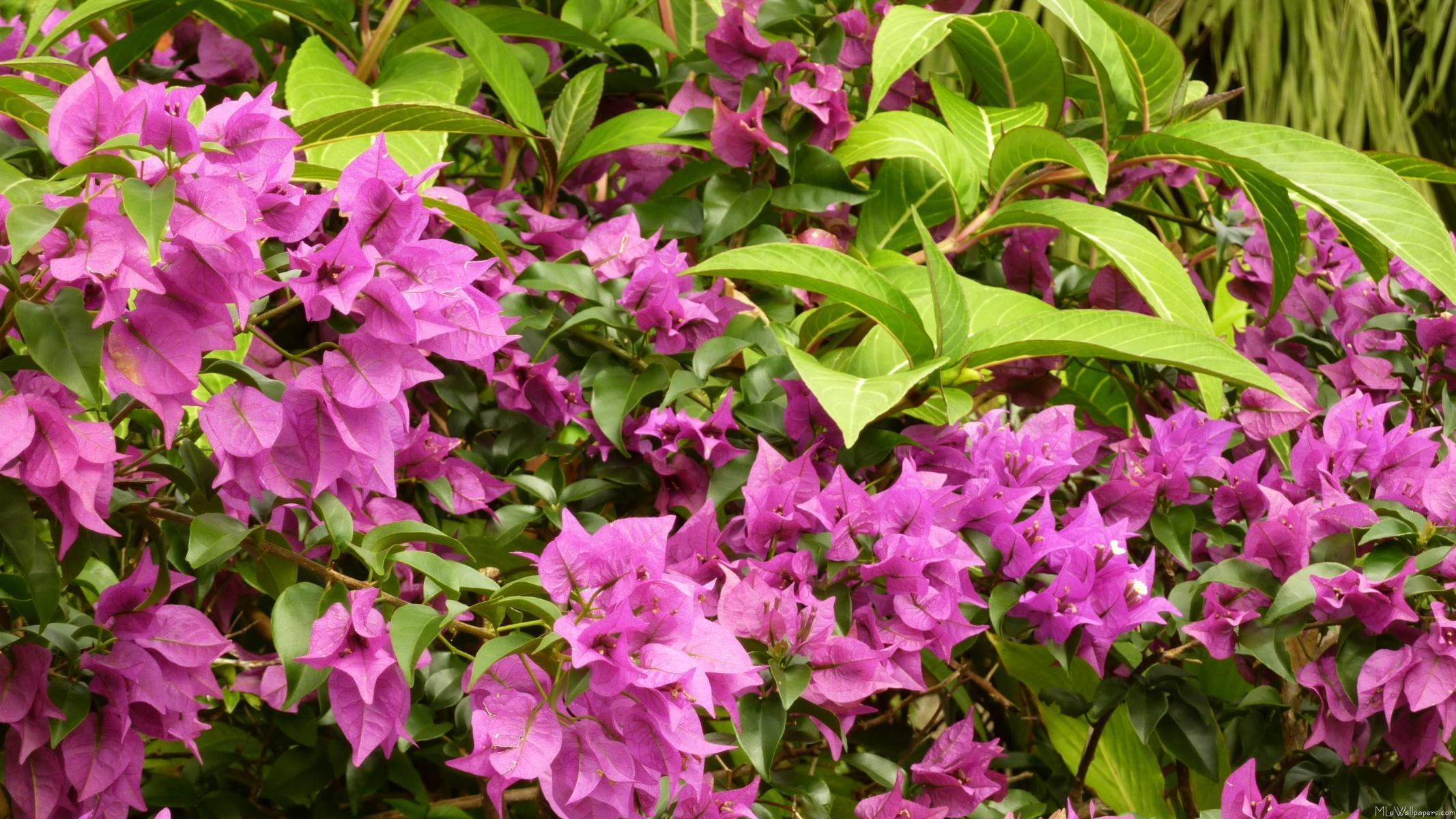 MLe Purple Bougainvillea
