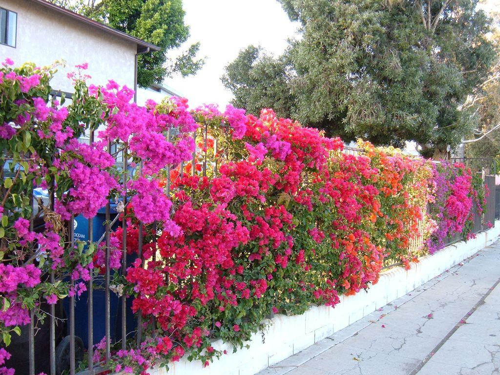 Bougainvillea White Wallpaper, background, 1024x768 px, HD