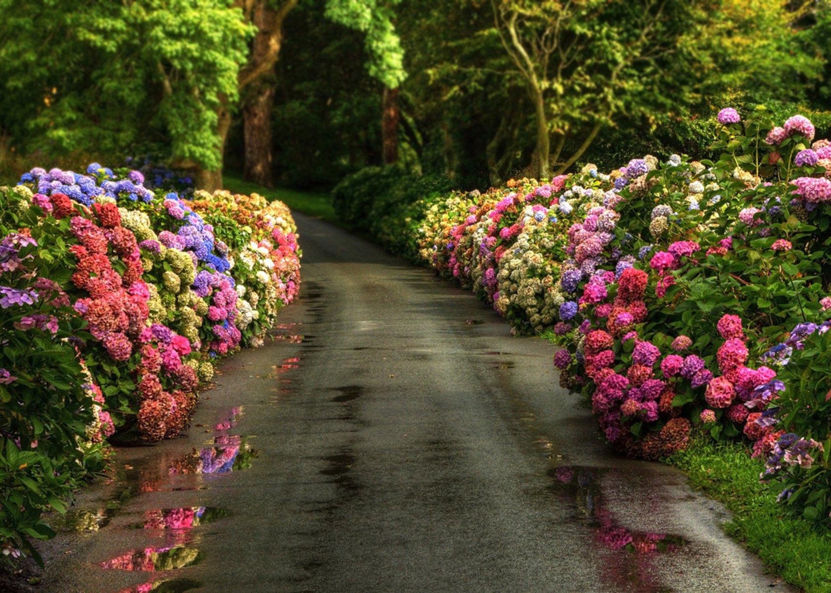 Spring Flowers at Driveway Wallpaper