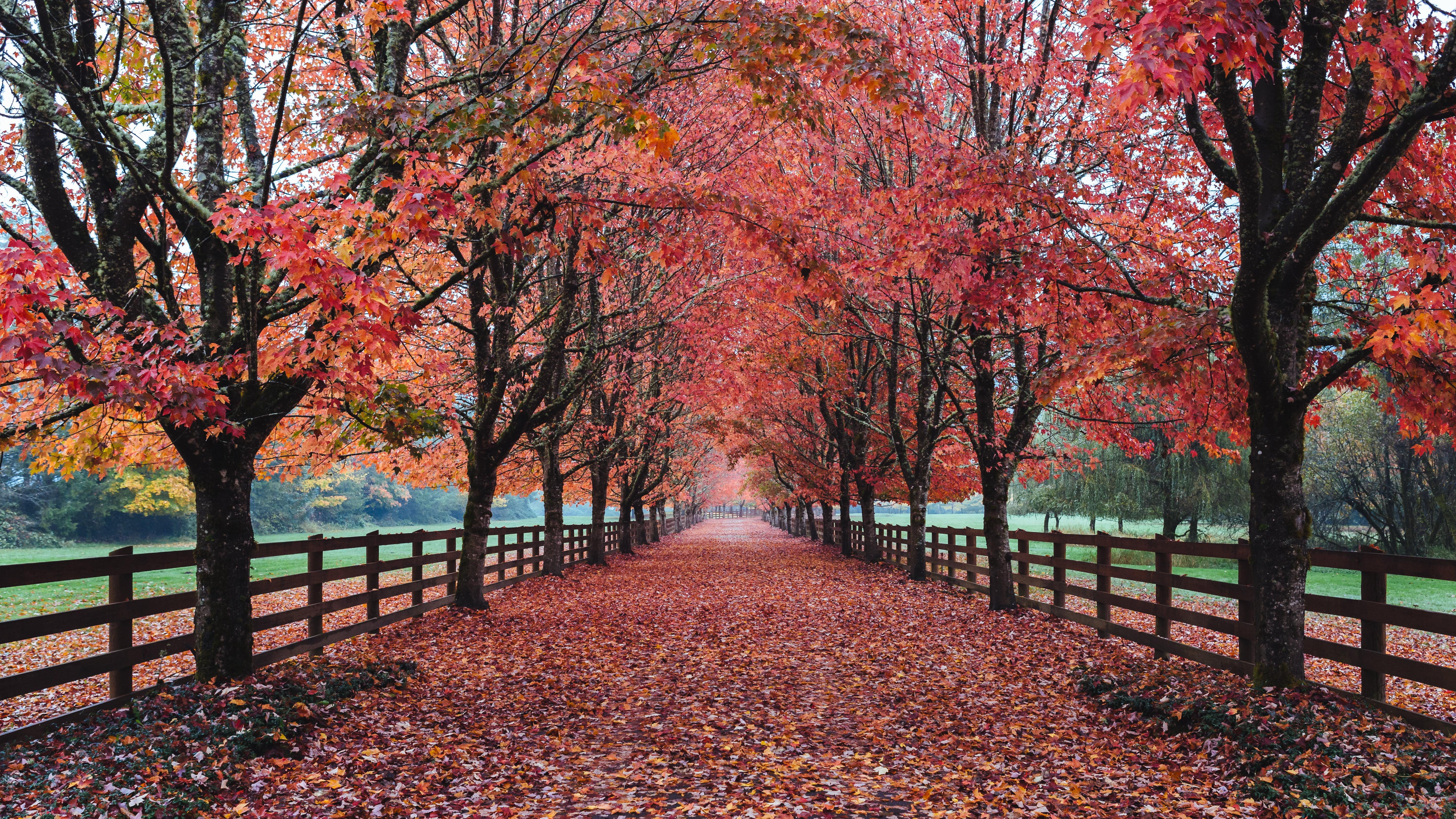 Pathway with red leaves fallen from trees enclosed