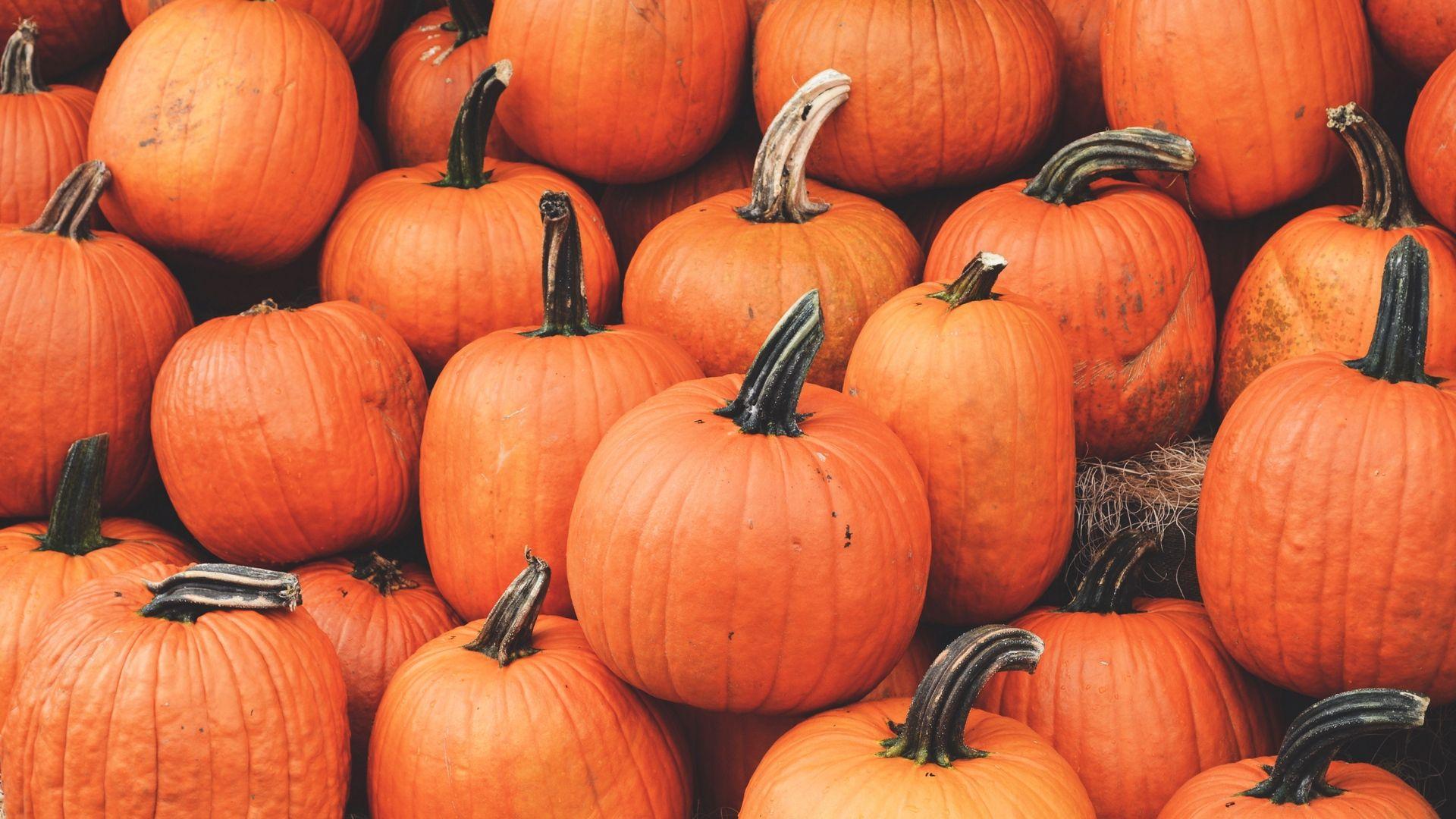 Wallpaper pumpkin, harvest, autumn, ripe, october
