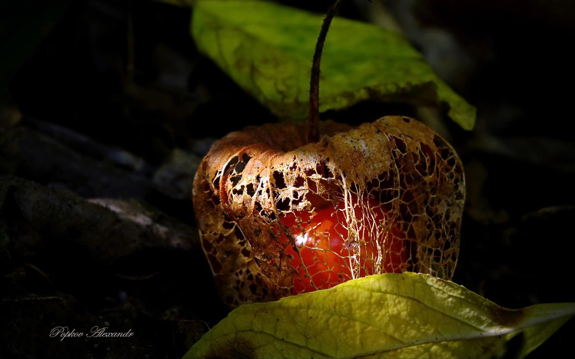 Red and brown apple, nature, fruit, Chinese lantern HD