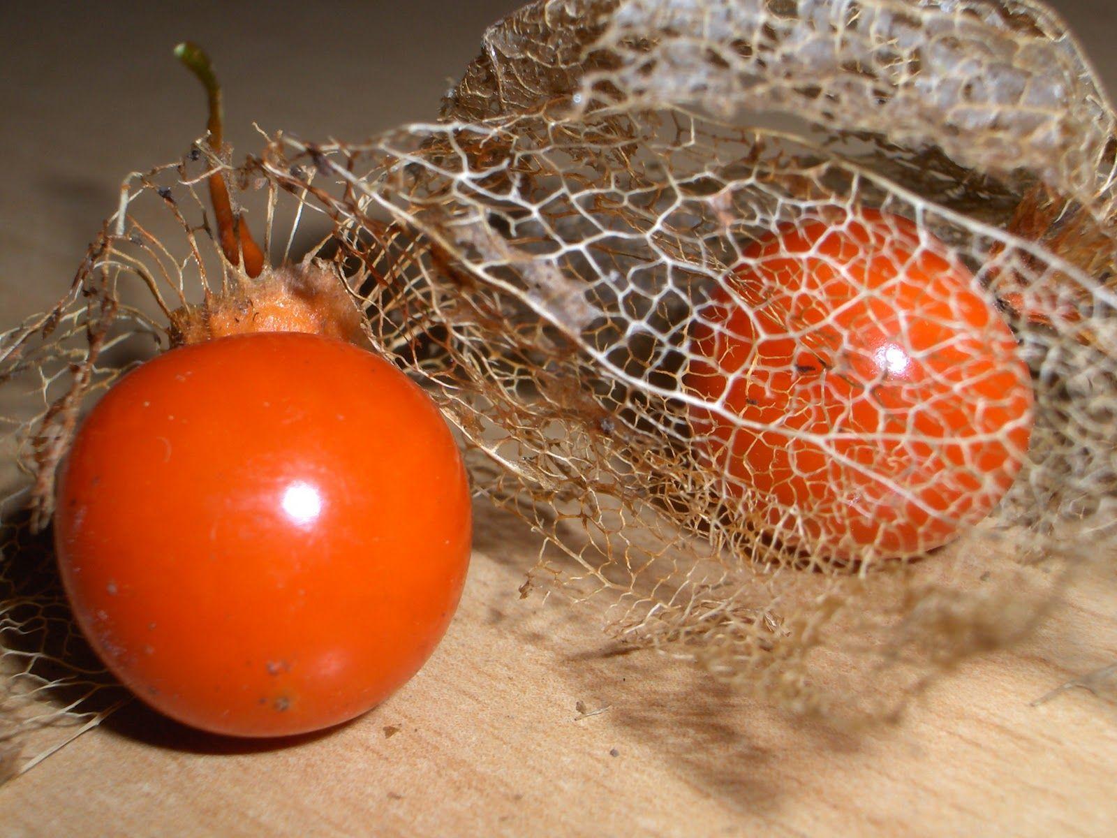 Busy Bee: Chinese Lantern Fruit (picture post). chinese