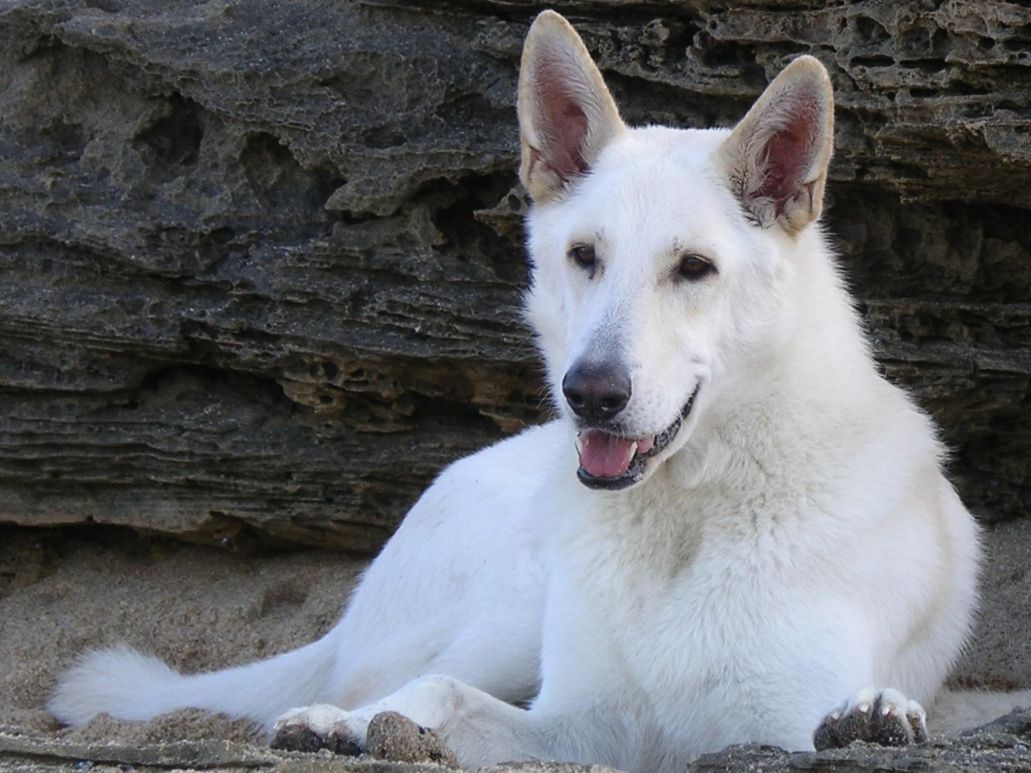 White German Shepherd Pack 2 for Android