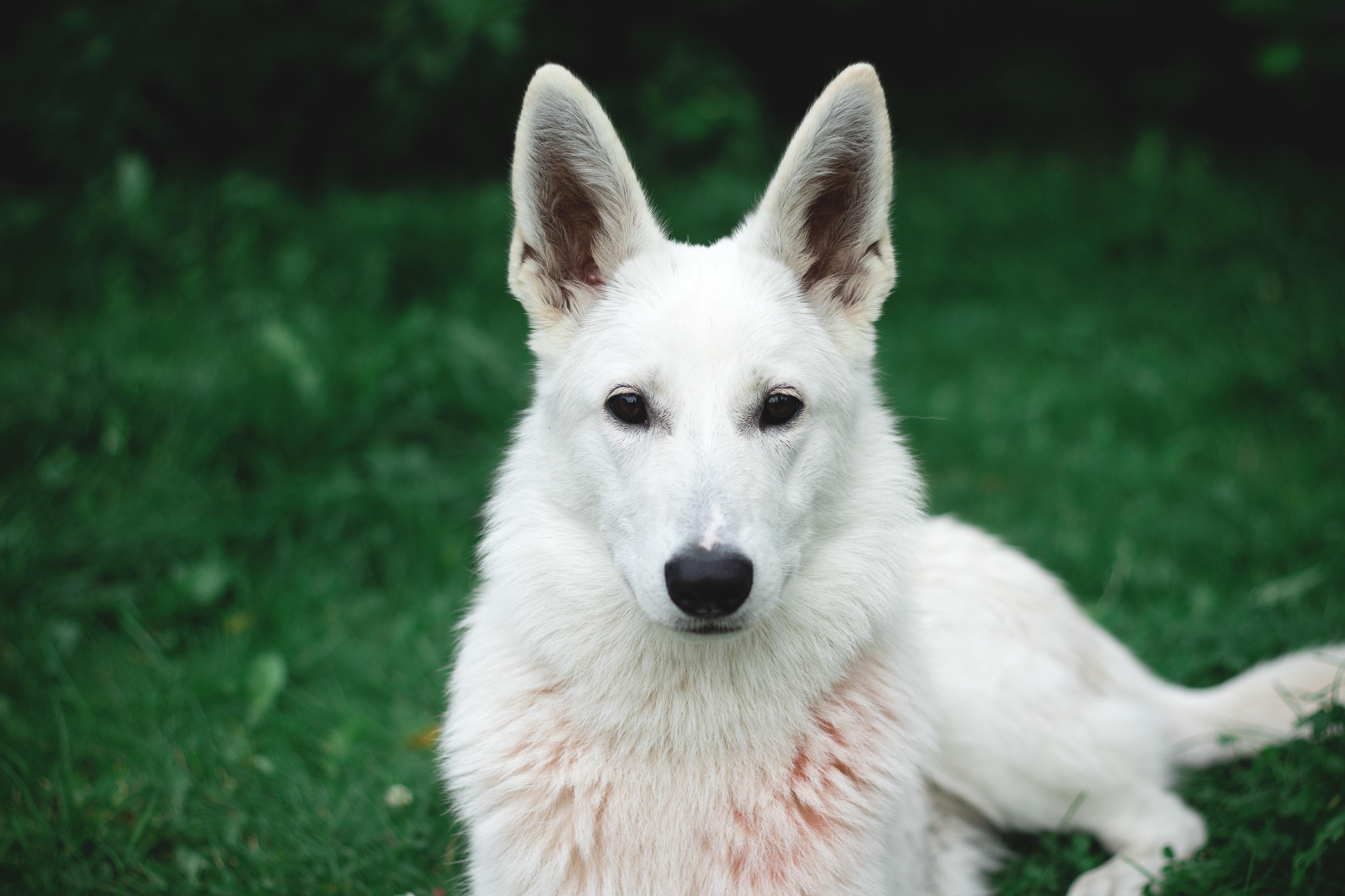 Photo of White German Shepherd · Free