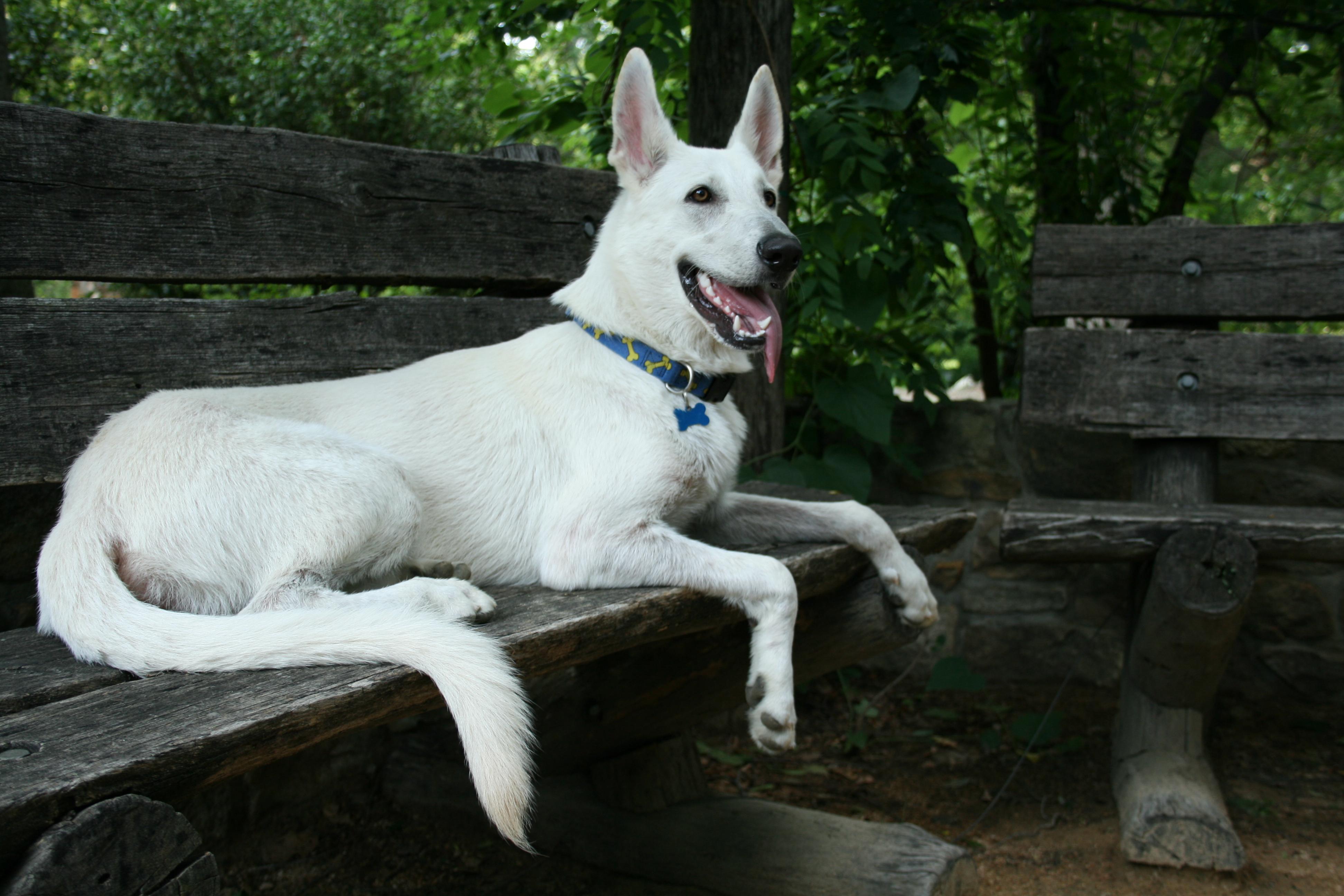 White Shepherd Dog on the bench photo and wallpaper