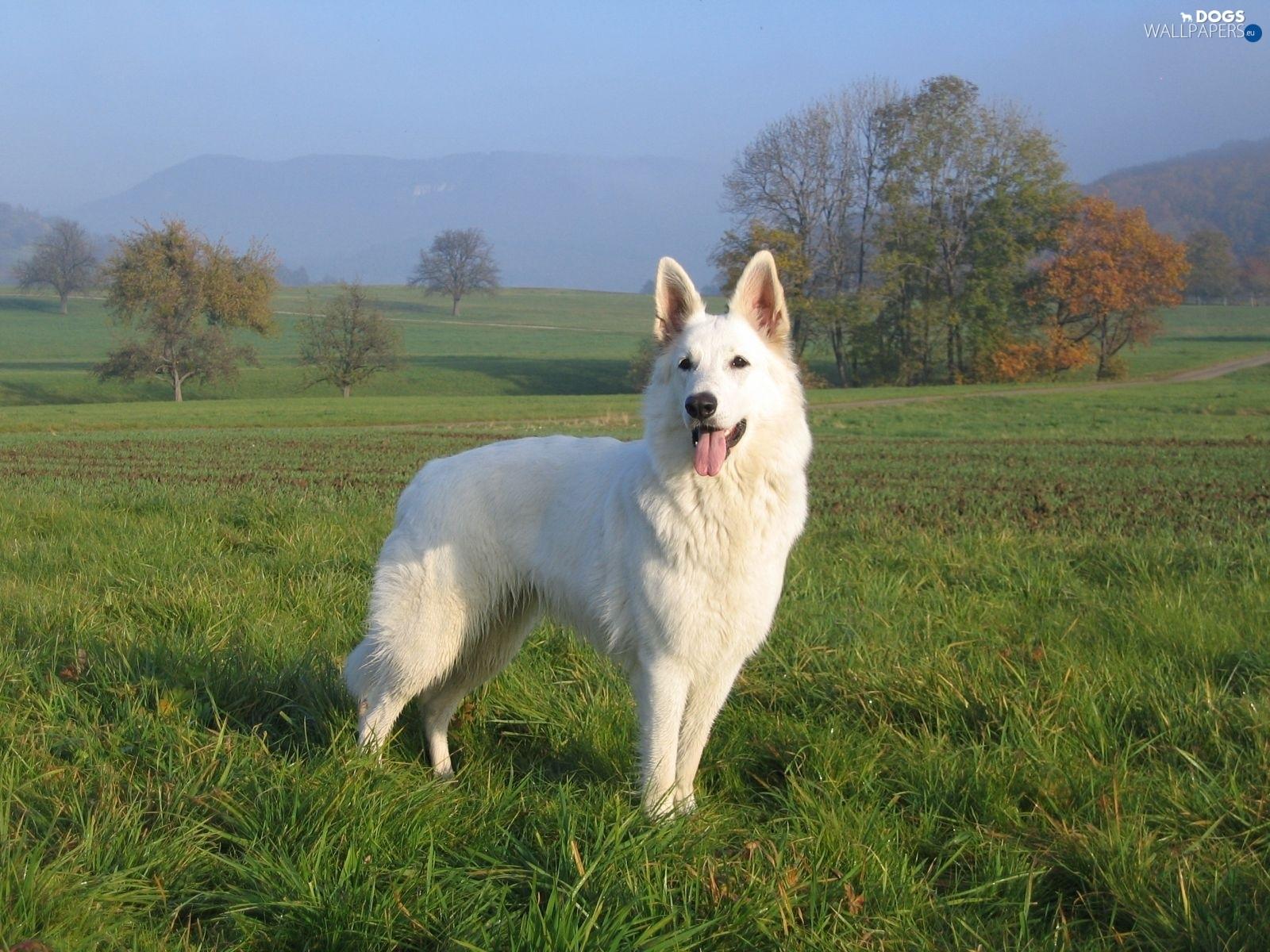 White Shepherd Wallpaper 7 X 1200