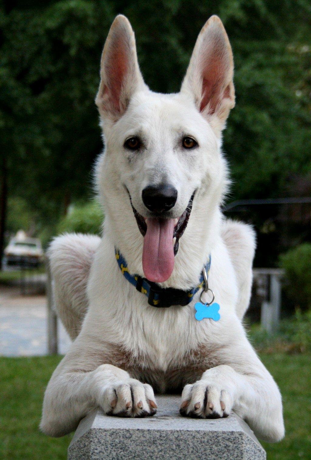 White German Shepherd Photo Dog Heaven