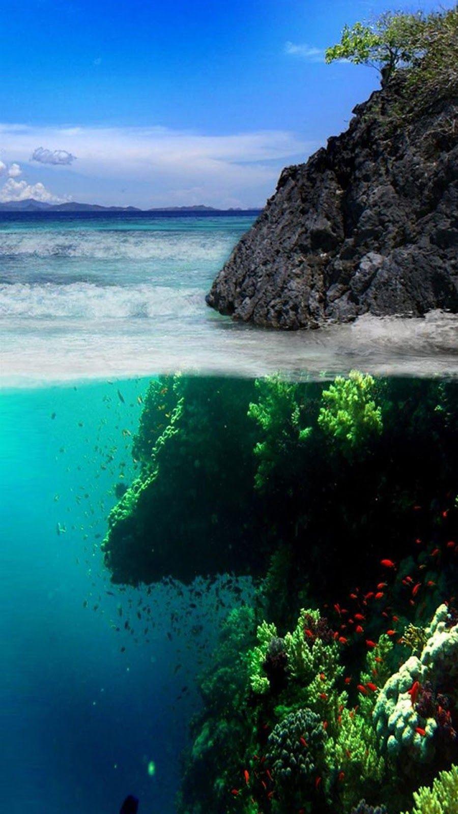 iPhone Wallpaper: Coral Reef iPhone Wallpaper. [♡] uwu