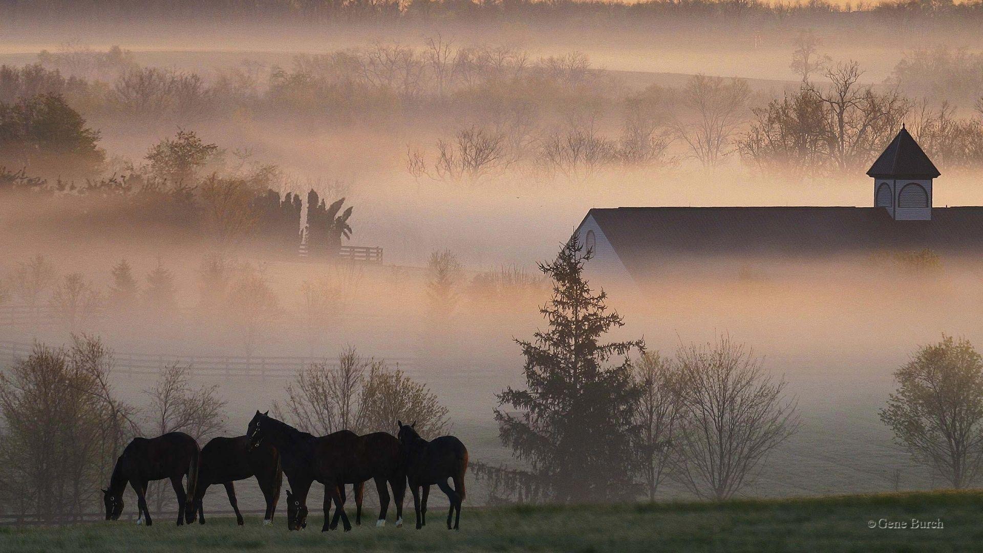 Horses In The Morning Mist Hd Wallpapers