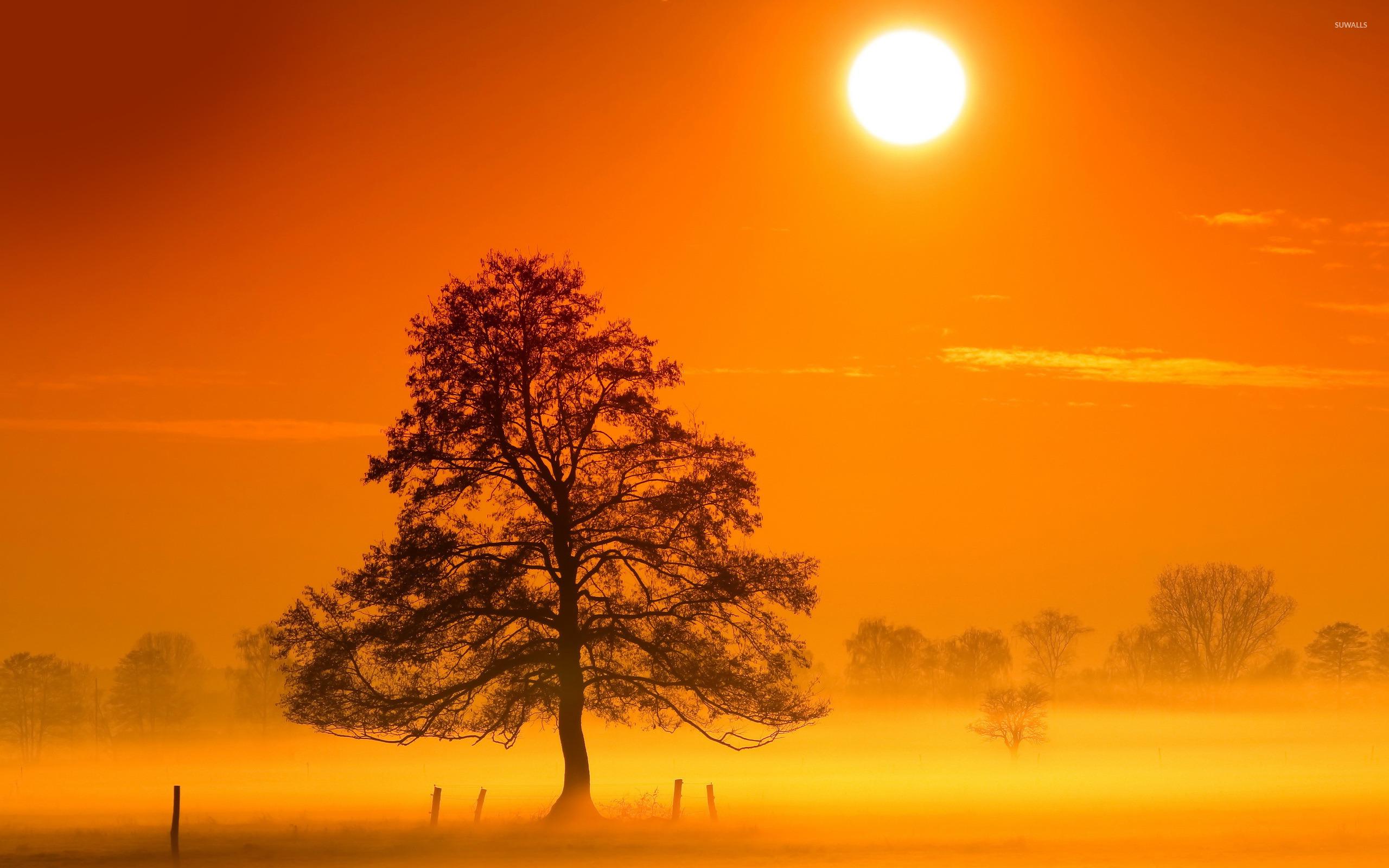 Tree in the morning mist wallpapers