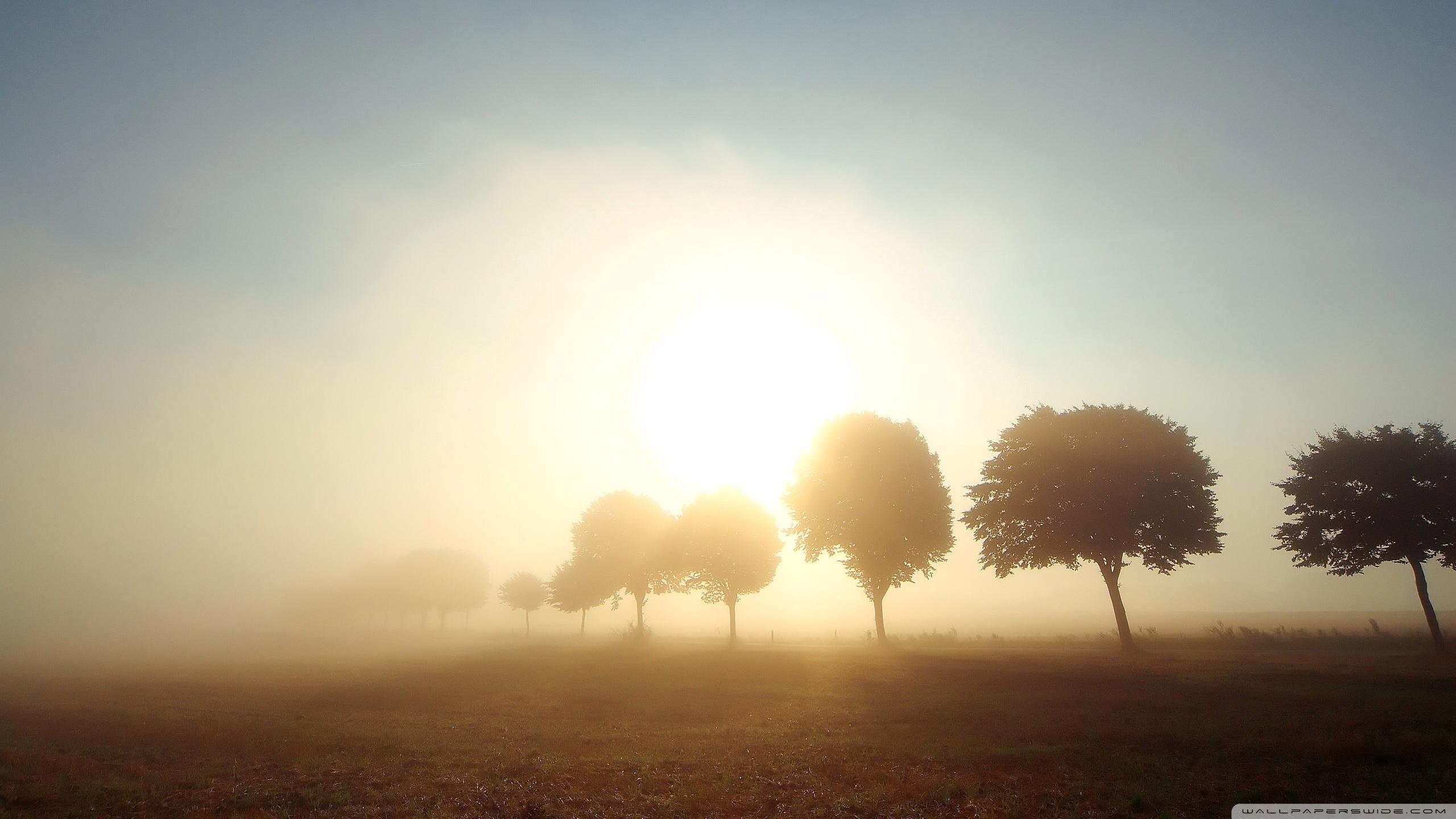 Trees In Morning Mist ❤ 4K HD Desktop Wallpapers for 4K