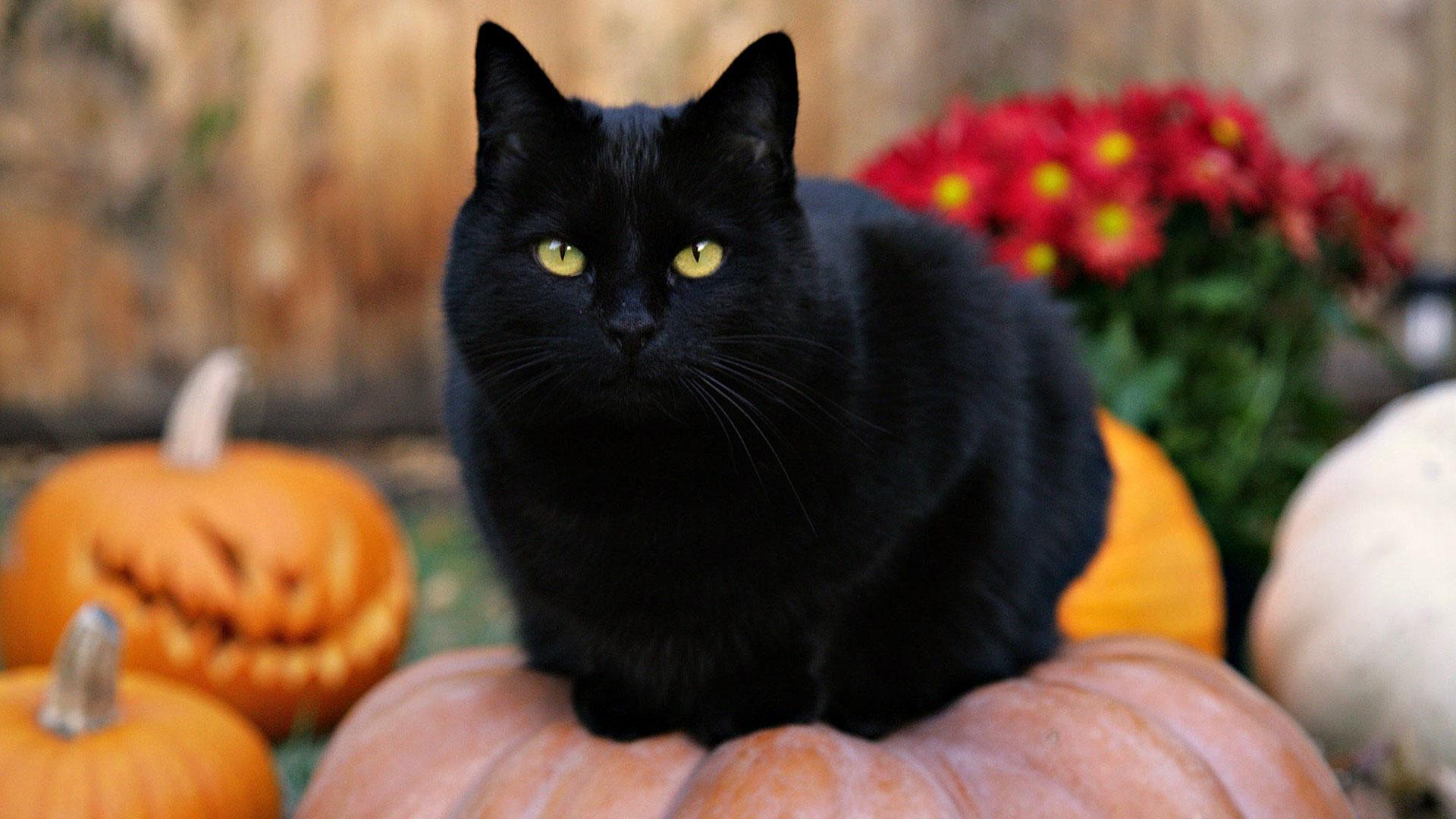 Free download cute black cats wallpapercute black cat desktop