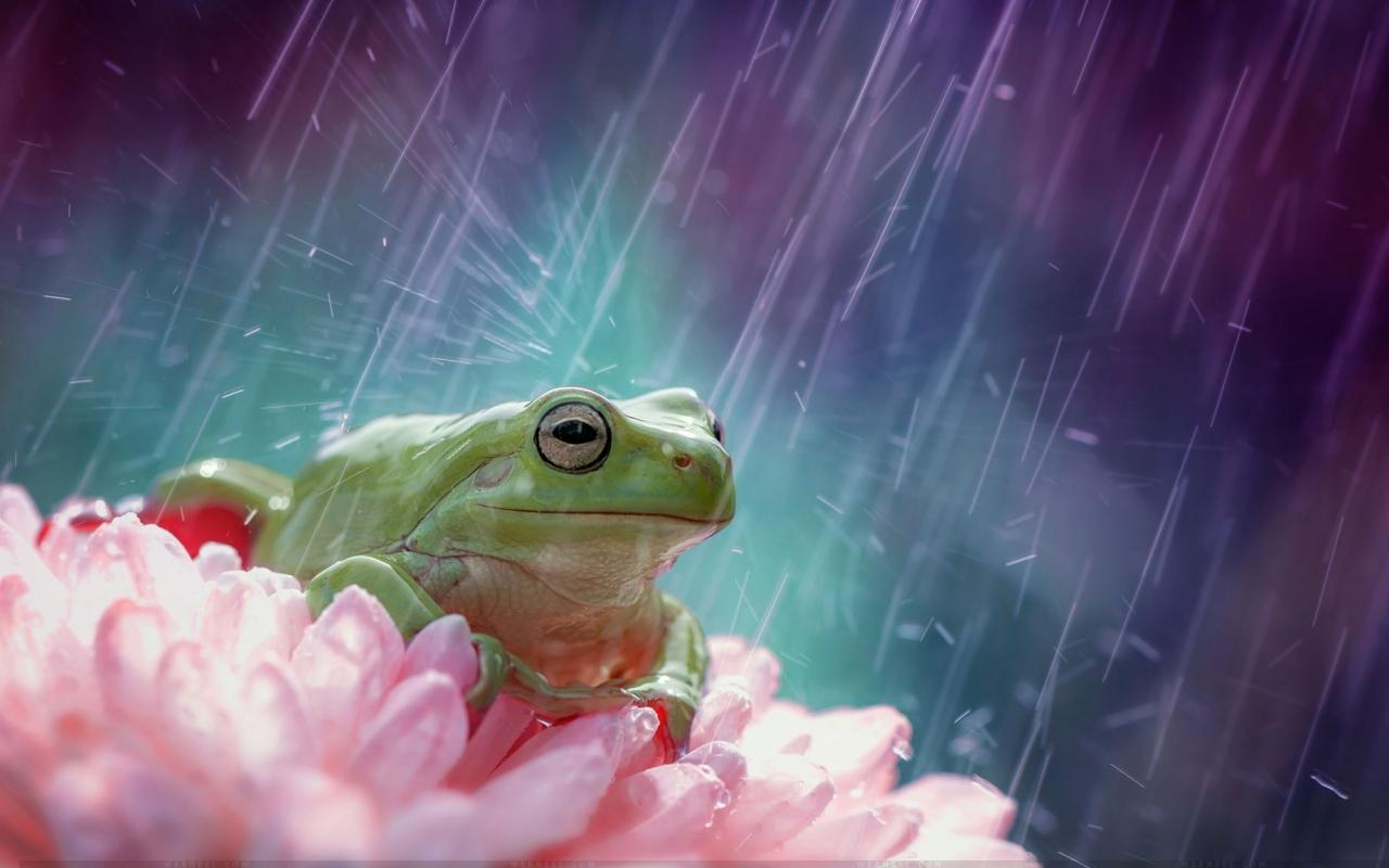 HD Rain Wallpaper For Your Desktop