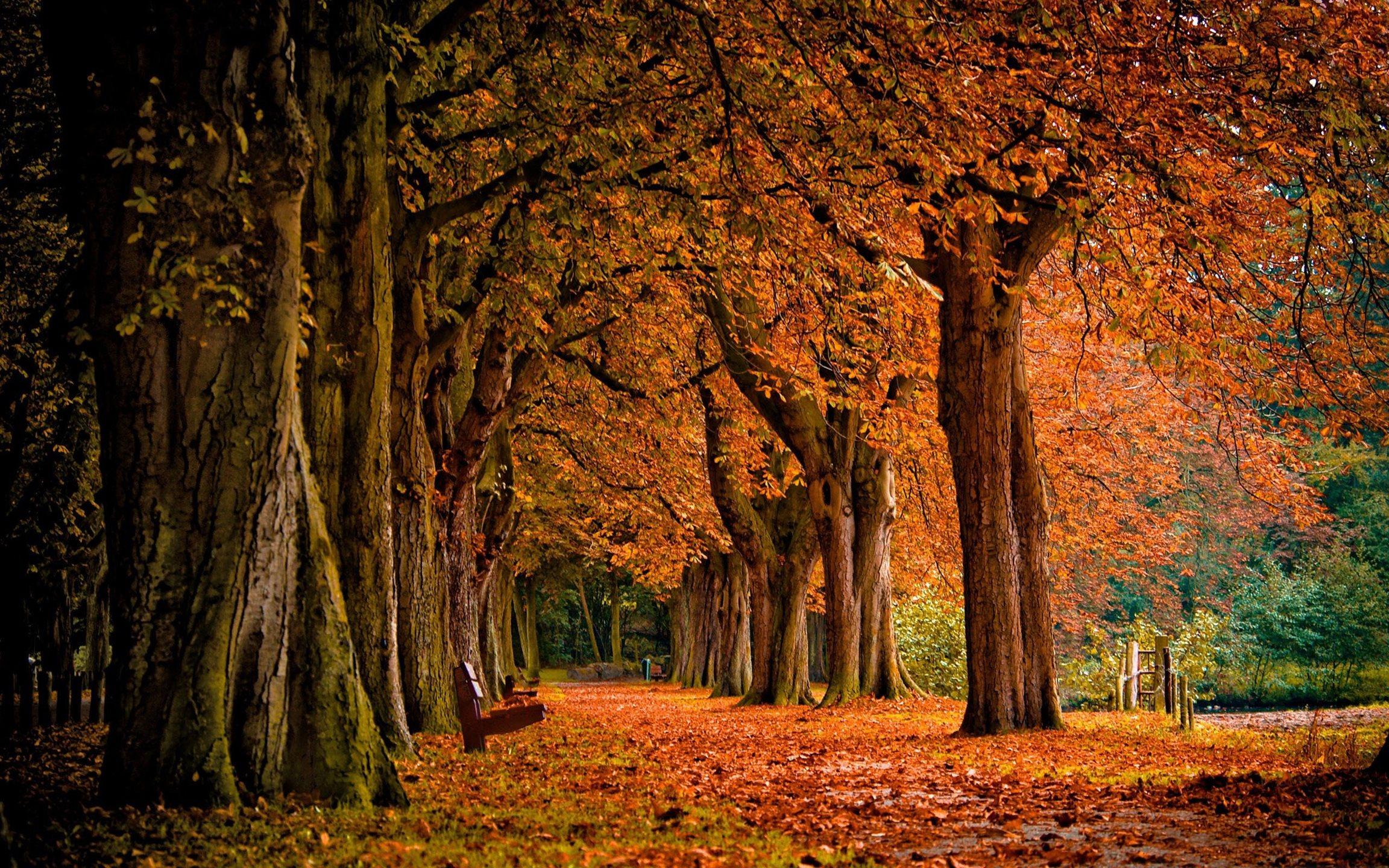 Park Autumn Mac Wallpaper Download