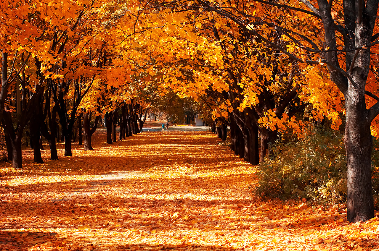Desktop Wallpaper Foliage Autumn Nature park Trees Seasons