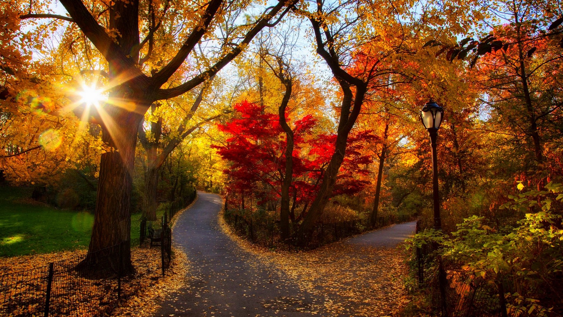 Sunrise View of Park Trees and Foliage in Autumn Wallpaper