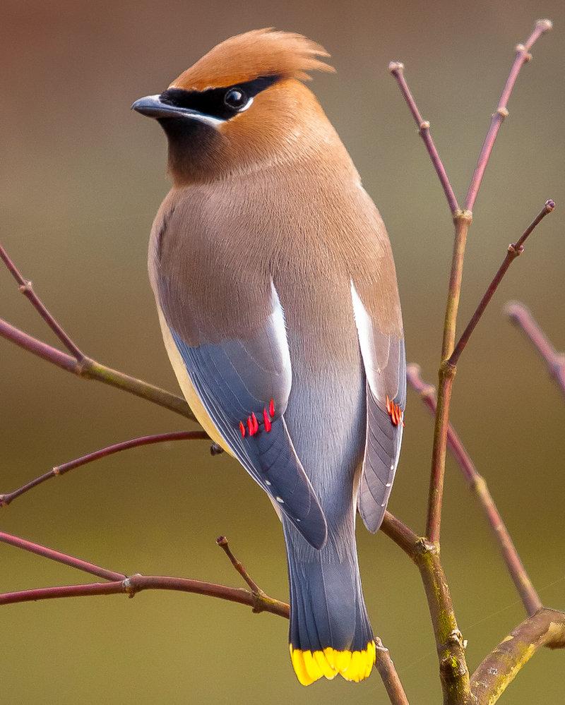 Cedar Waxwings Wallpapers Wallpaper Cave