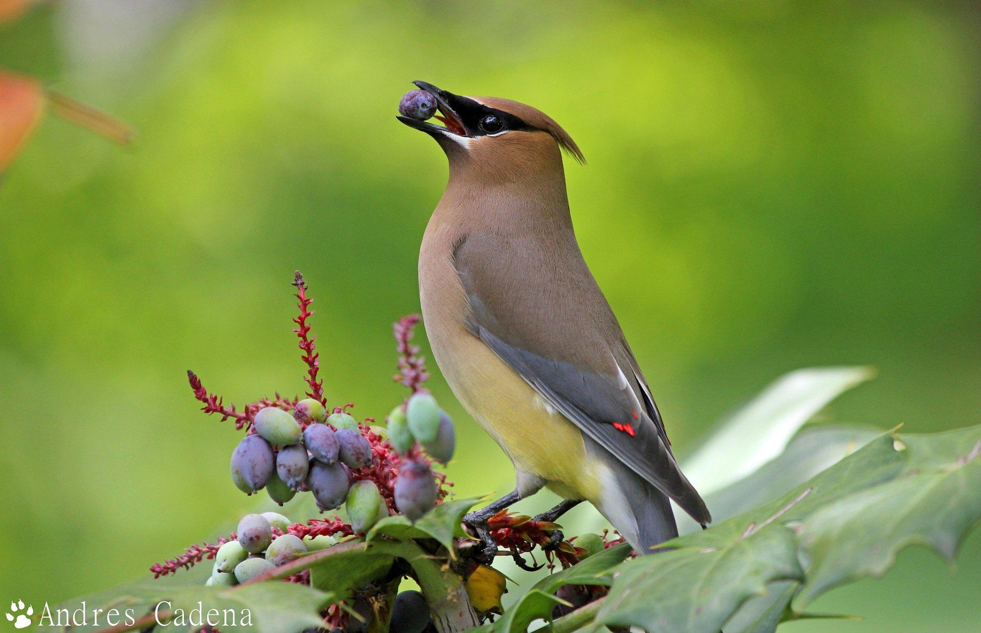 Cedar Waxwing Wallpaper