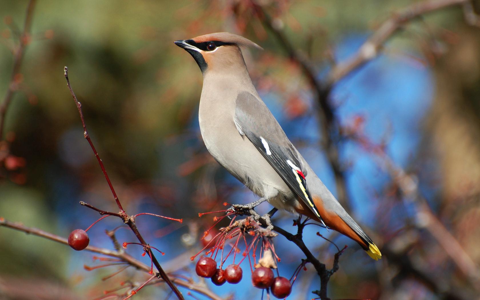 Cedar Waxwing Wallpaper 13 X 1050
